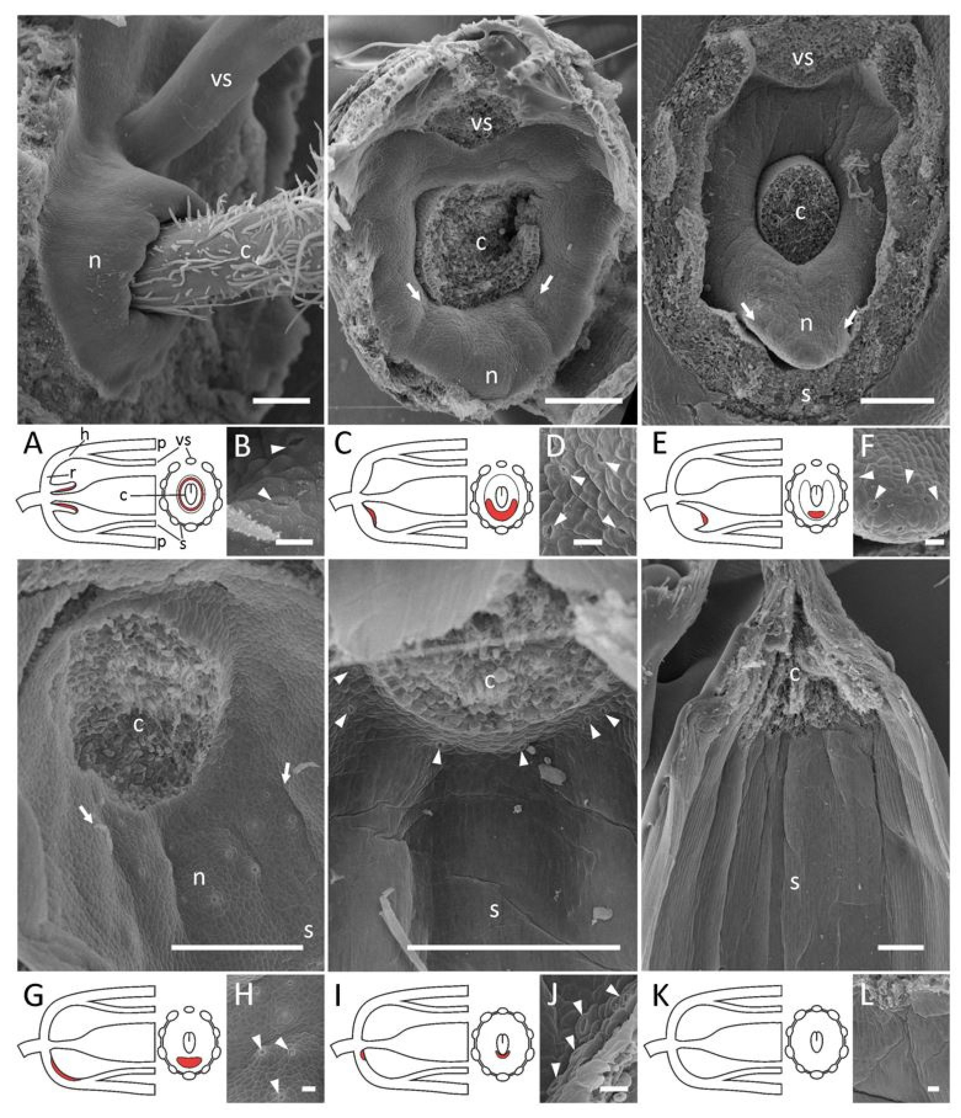 Plants 11 00649 g004 550