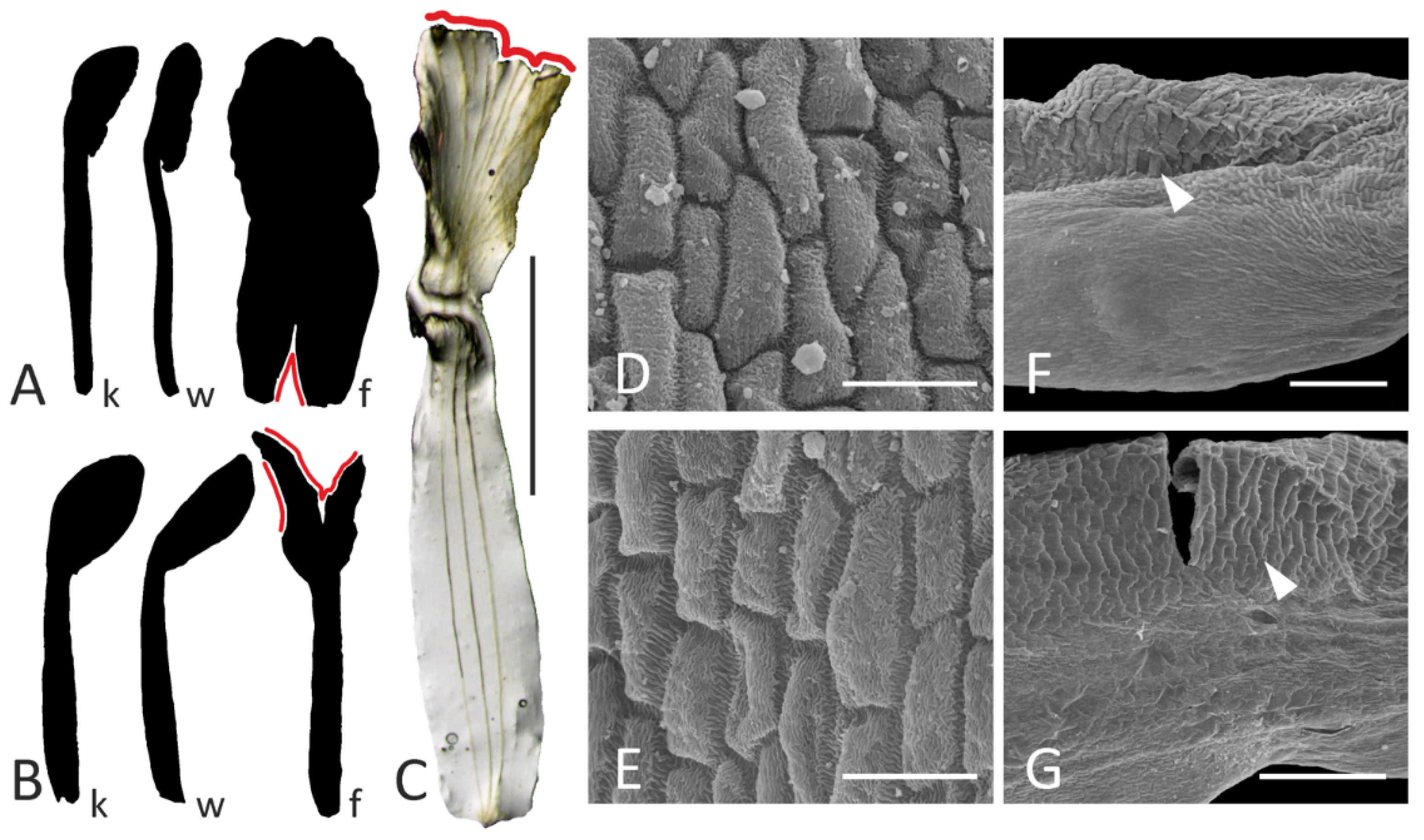 Plants 11 00649 g005 550