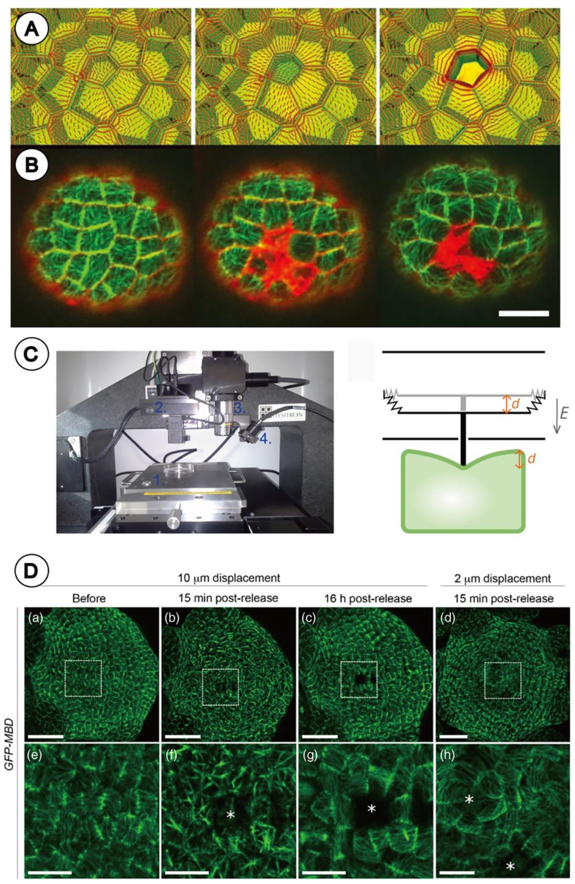 Plants 11 00661 g003 Plants 11 00661 g003