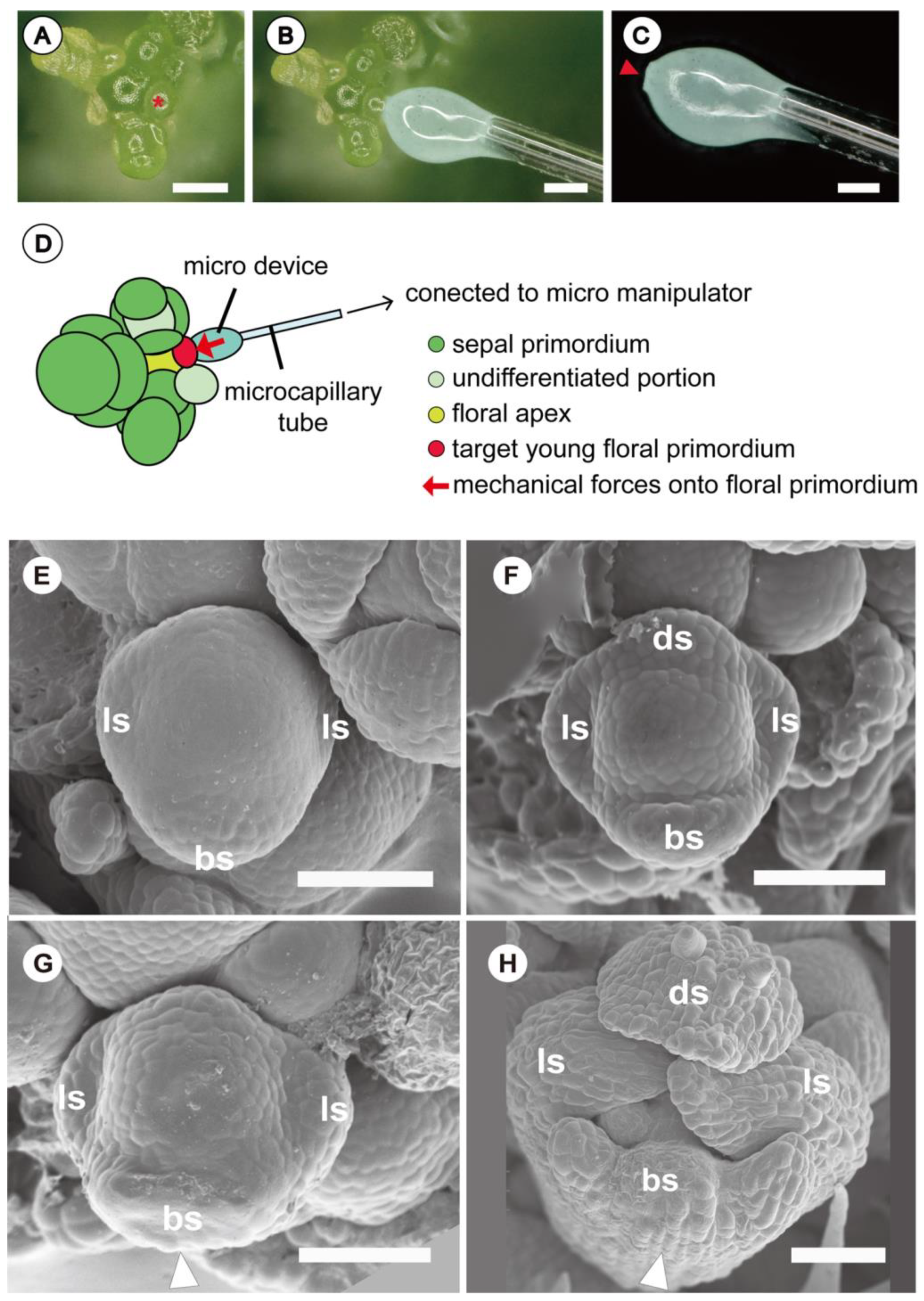 Plants 11 00661 g004 Plants 11 00661 g004