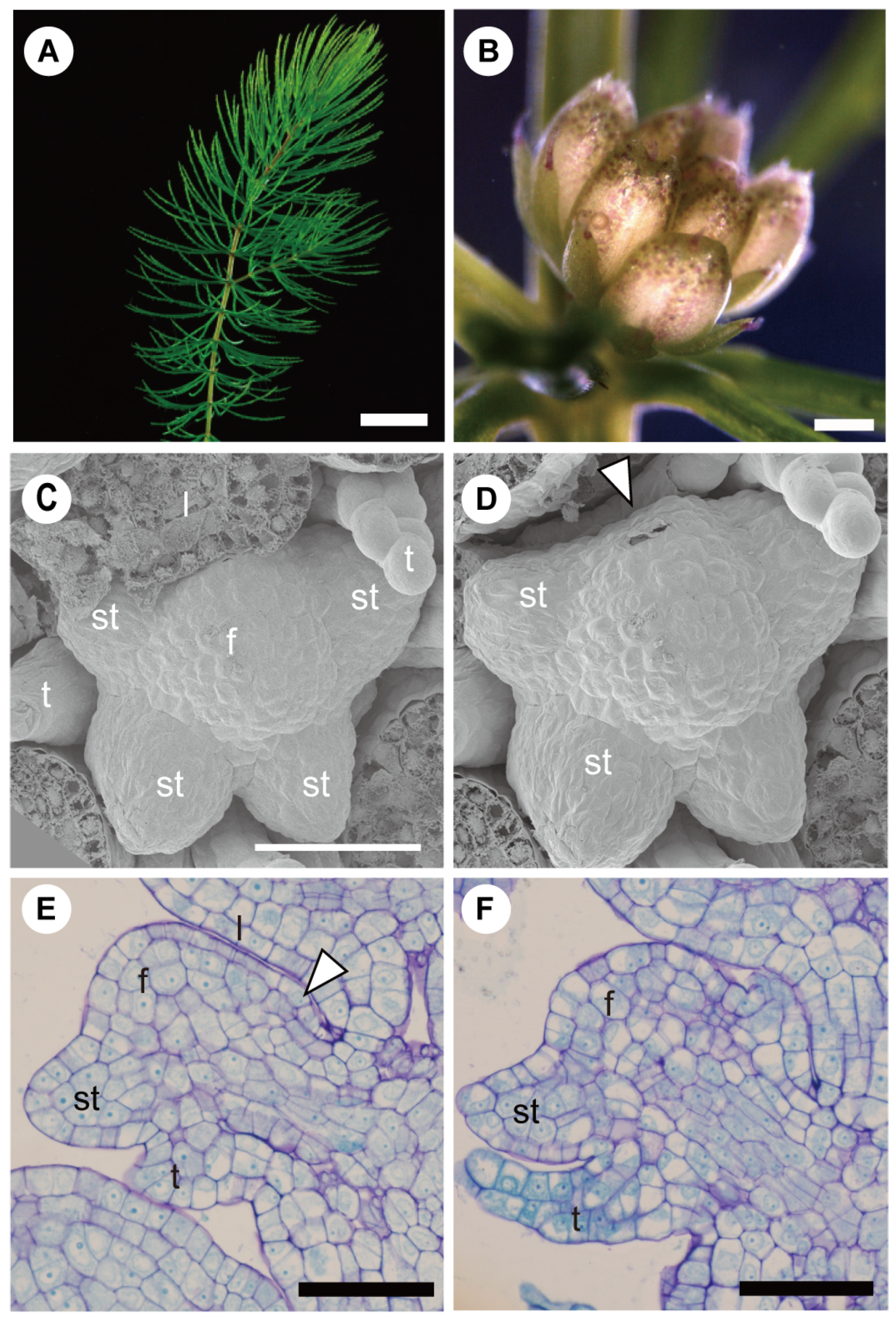 Plants 11 00661 g007 Plants 11 00661 g007