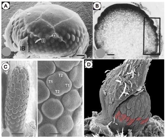 Mechanical Forces in Floral Development Mechanical Forces in Floral Development