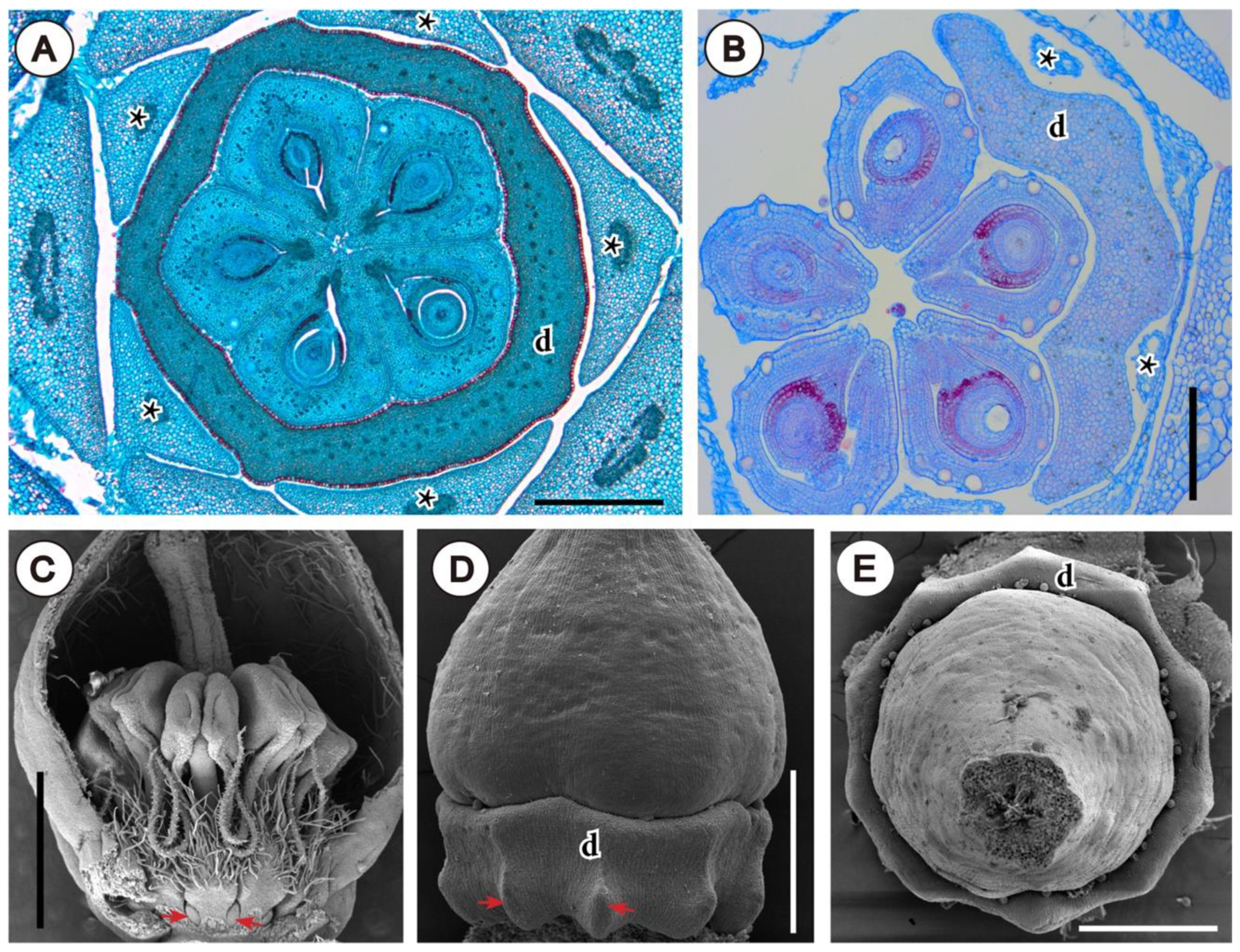 Plants 11 00661 g011 Plants 11 00661 g011