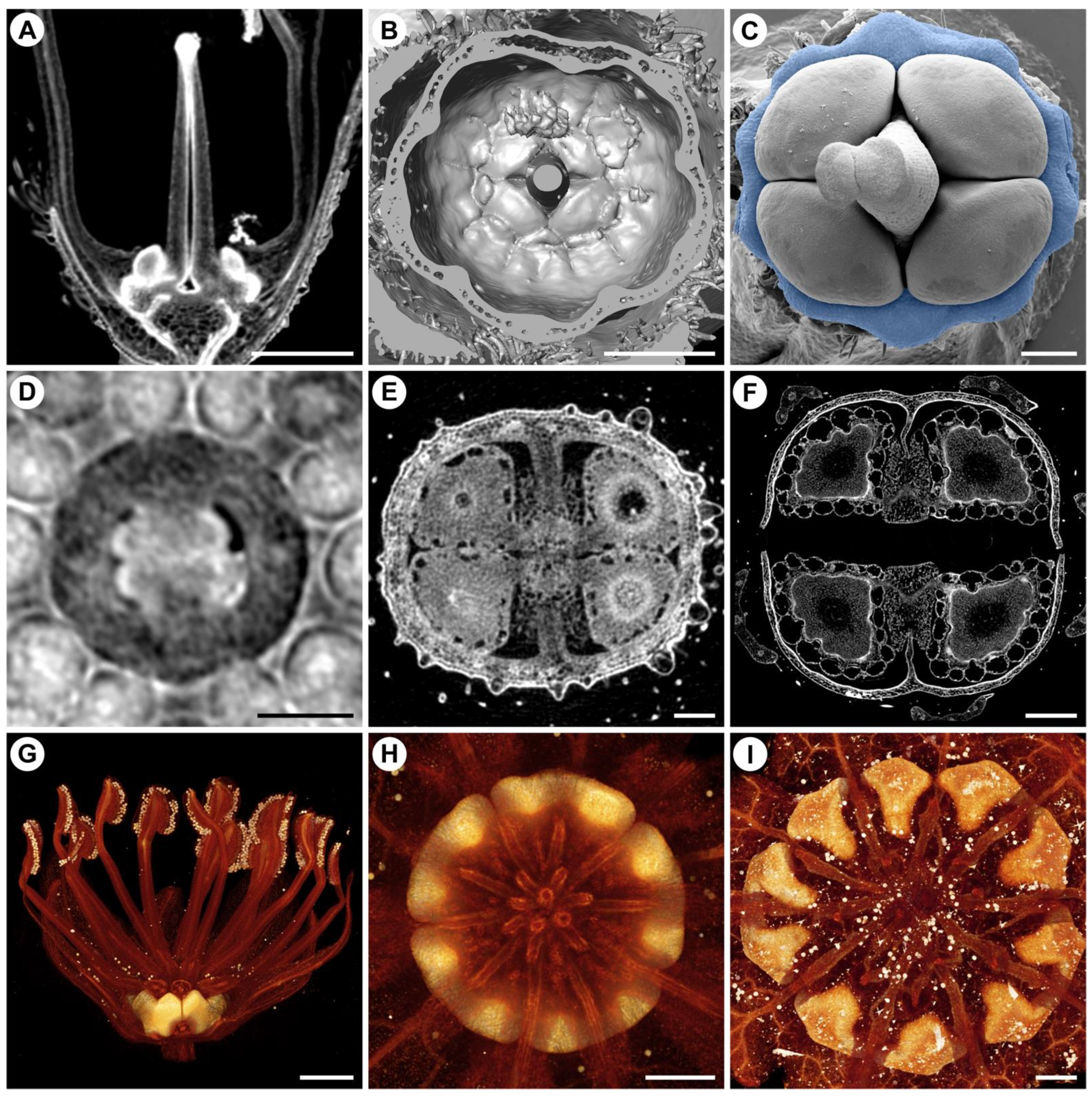 Plants 11 00661 g012 Plants 11 00661 g012