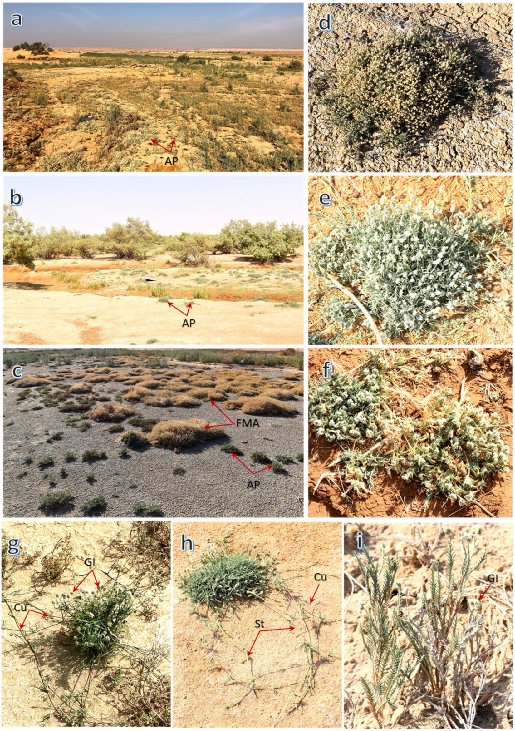 Plants 11 00666 g006 550