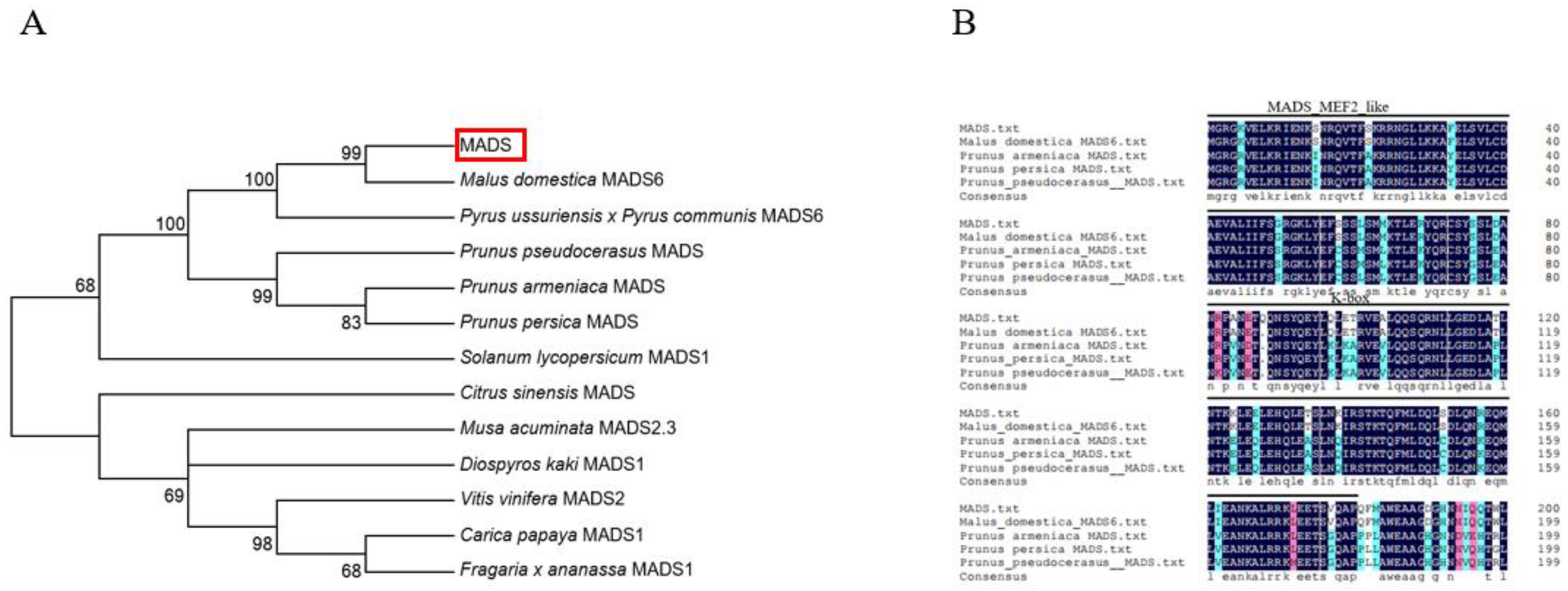 Plants 11 00668 g001