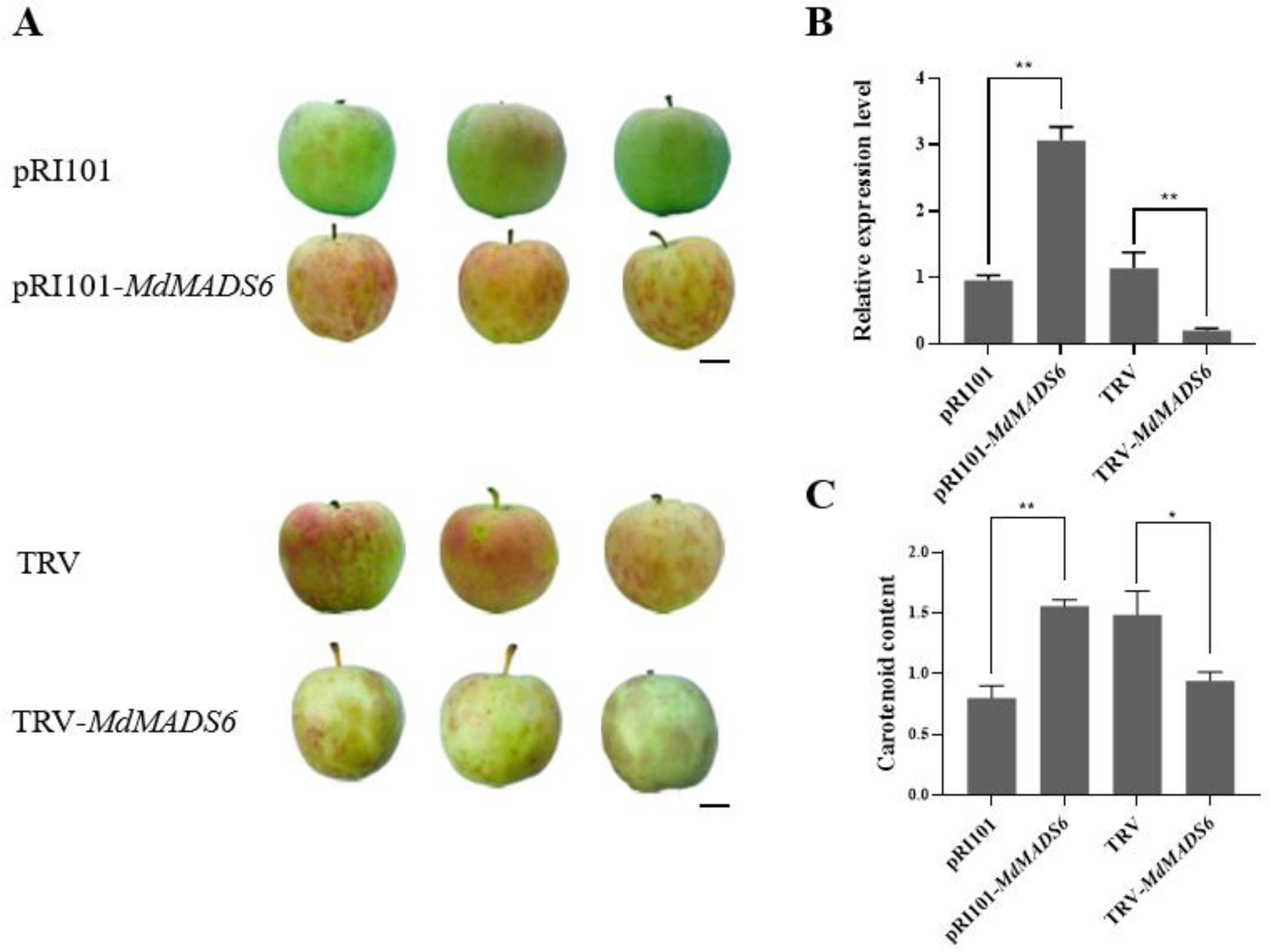 Plants 11 00668 g003