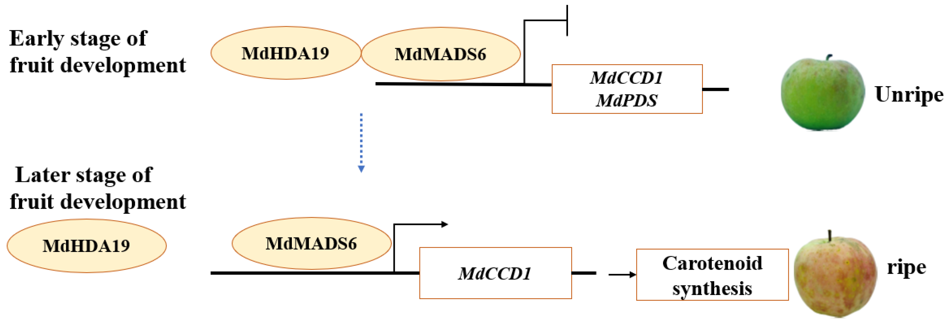 Plants 11 00668 g006