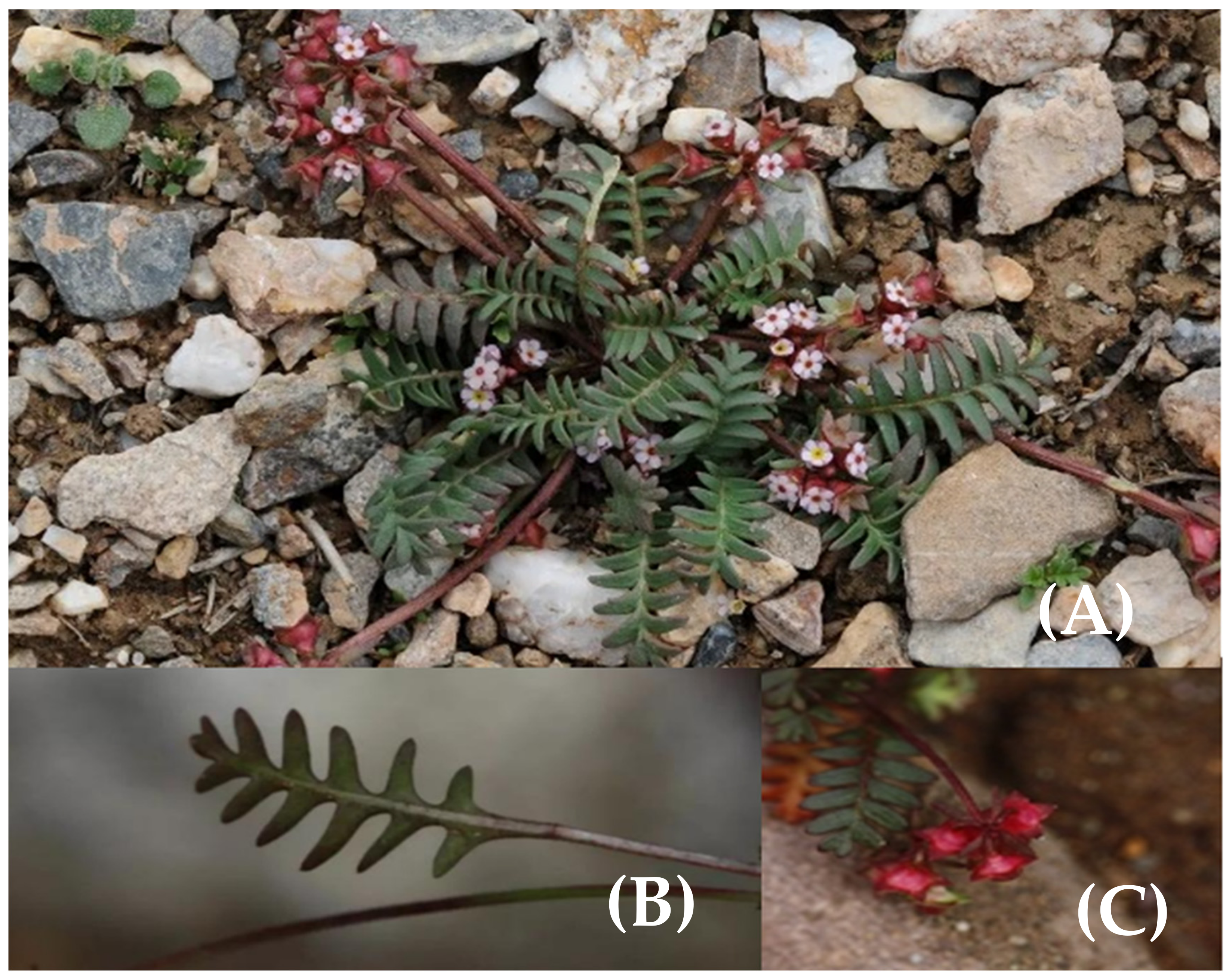 Plants 11 00670 g001