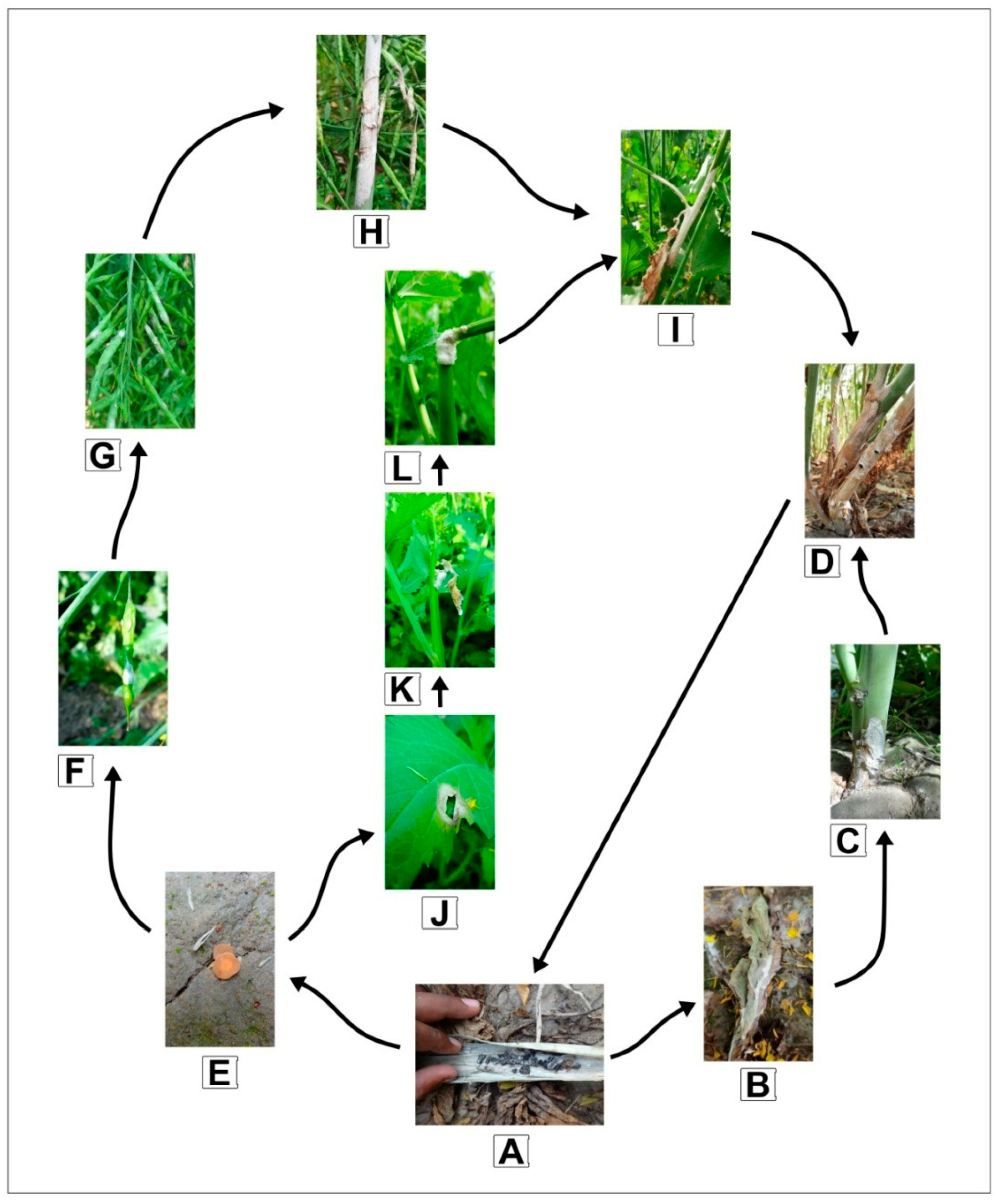 Plants 11 00671 g001