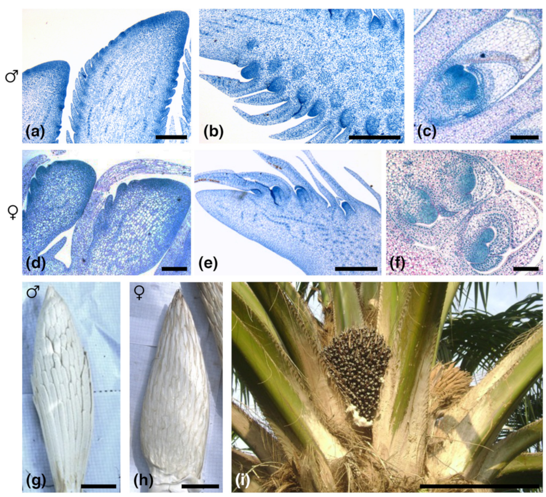 Plants | Free Full-Text | Micro-RNA-Regulated SQUAMOSA-PROMOTER BINDING  PROTEIN-LIKE (SPL) Gene Expression and Cytokinin Accumulation Distinguish  Early-Developing Male and Female Inflorescences in Oil Palm (Elaeis  guineensis)