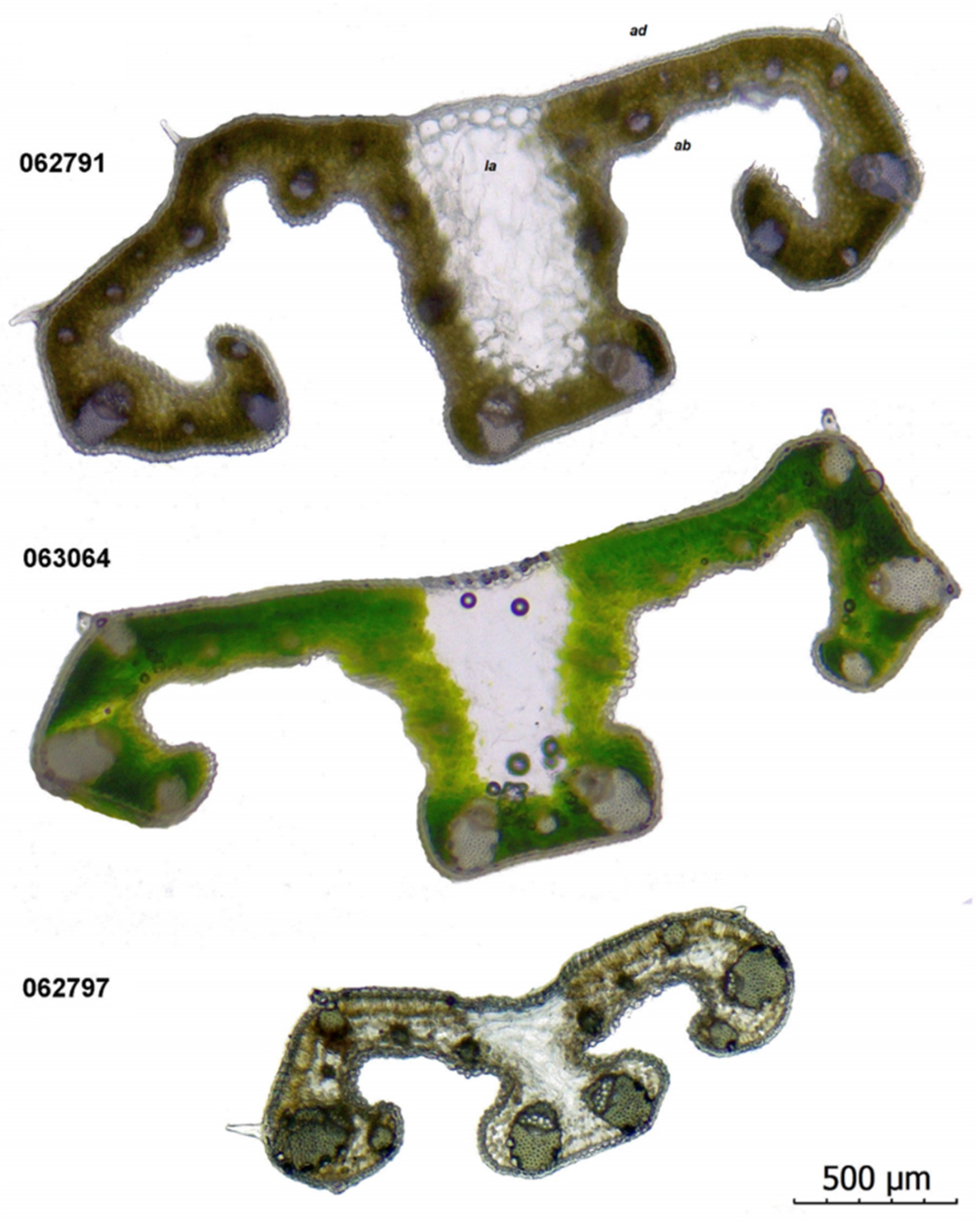 Plants 11 00686 g005 550