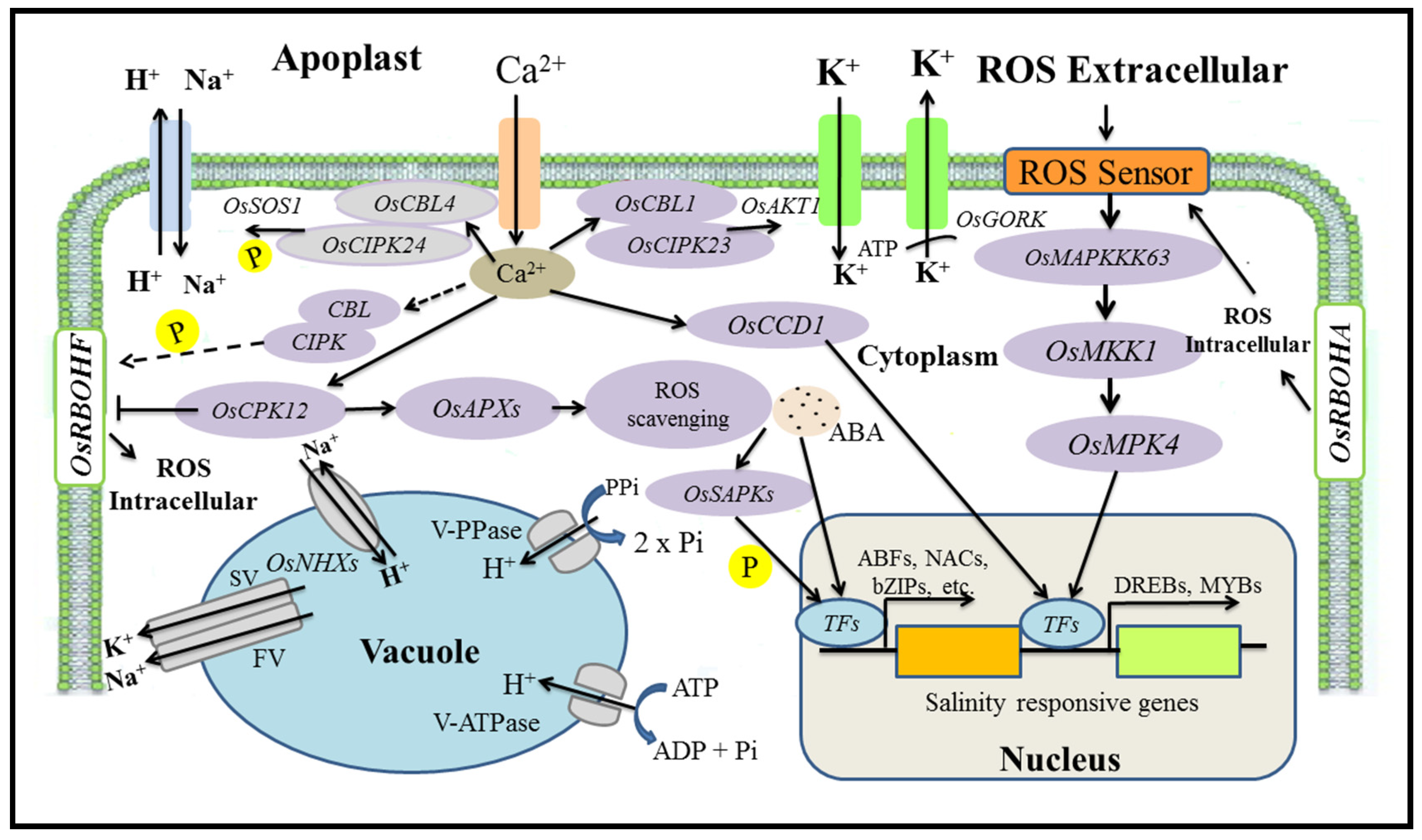 Plants 11 00691 g003 Plants 11 00691 g003