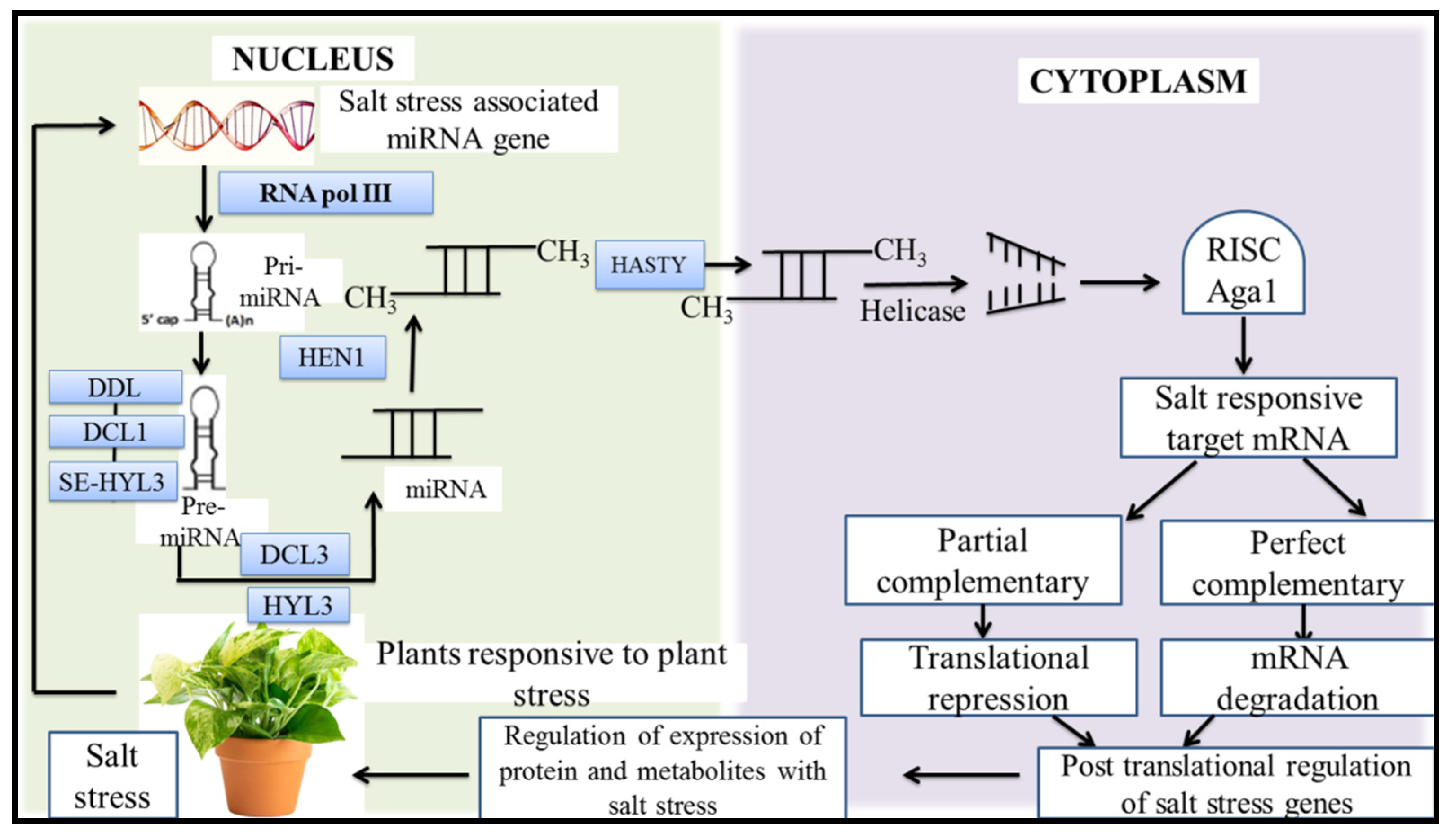 Plants 11 00691 g004 Plants 11 00691 g004