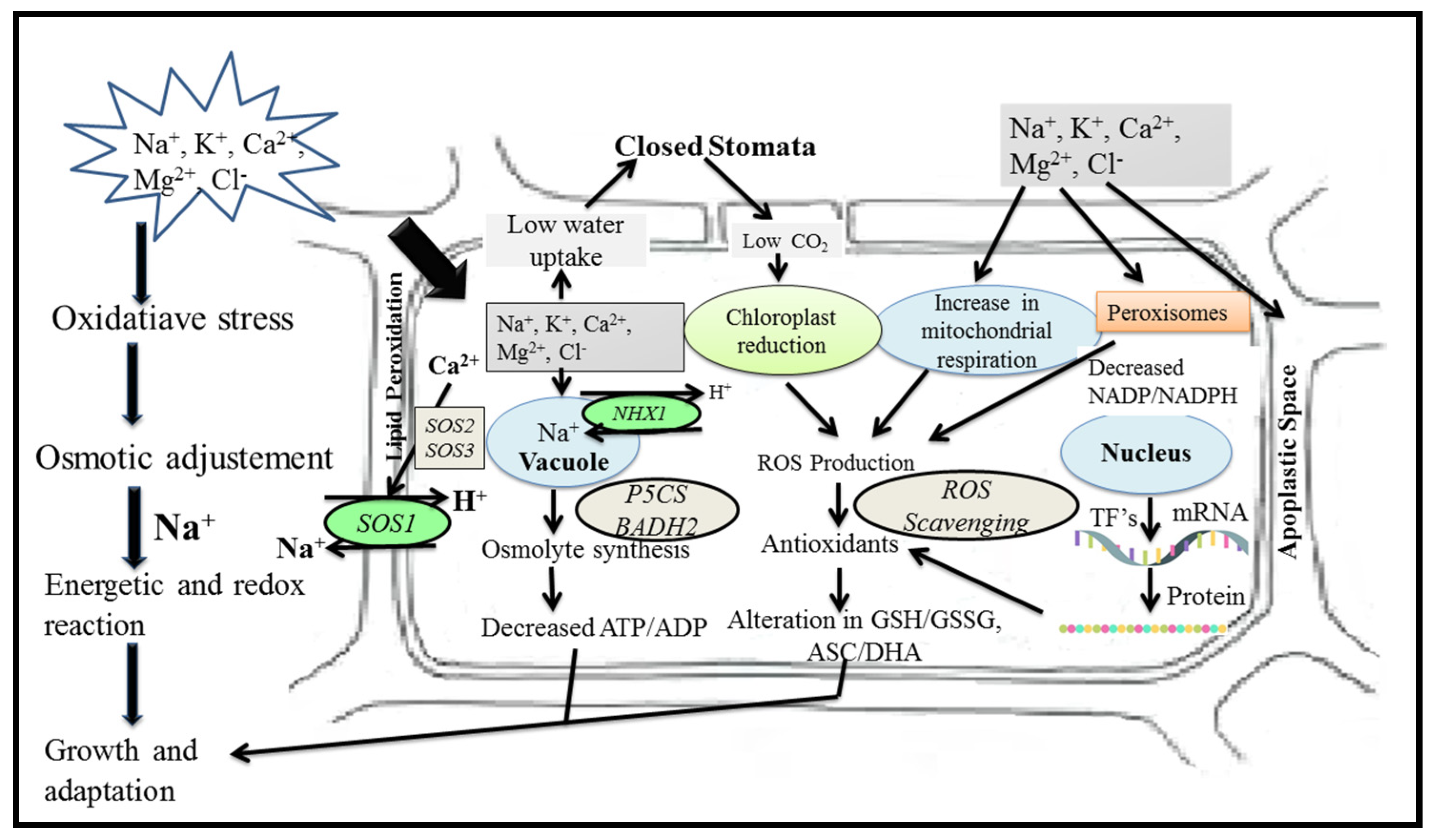 Plants 11 00691 g005 Plants 11 00691 g005