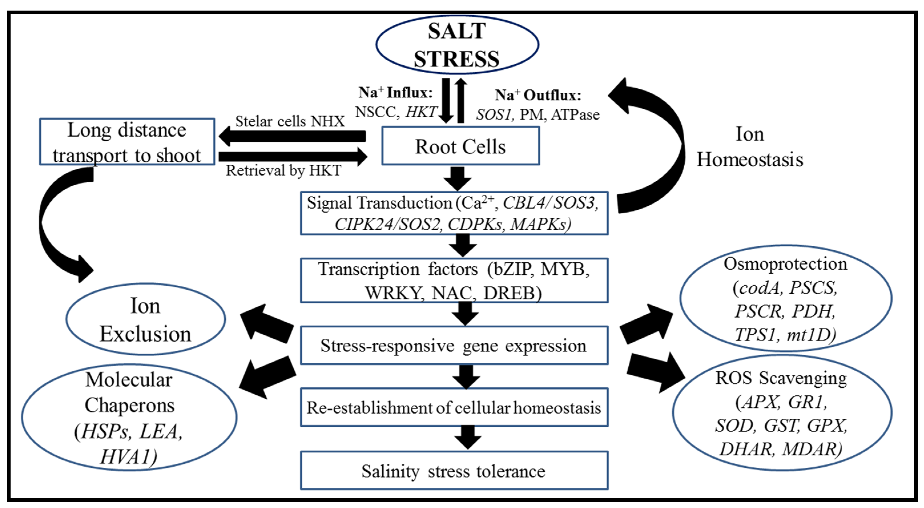 Plants 11 00691 g006 Plants 11 00691 g006