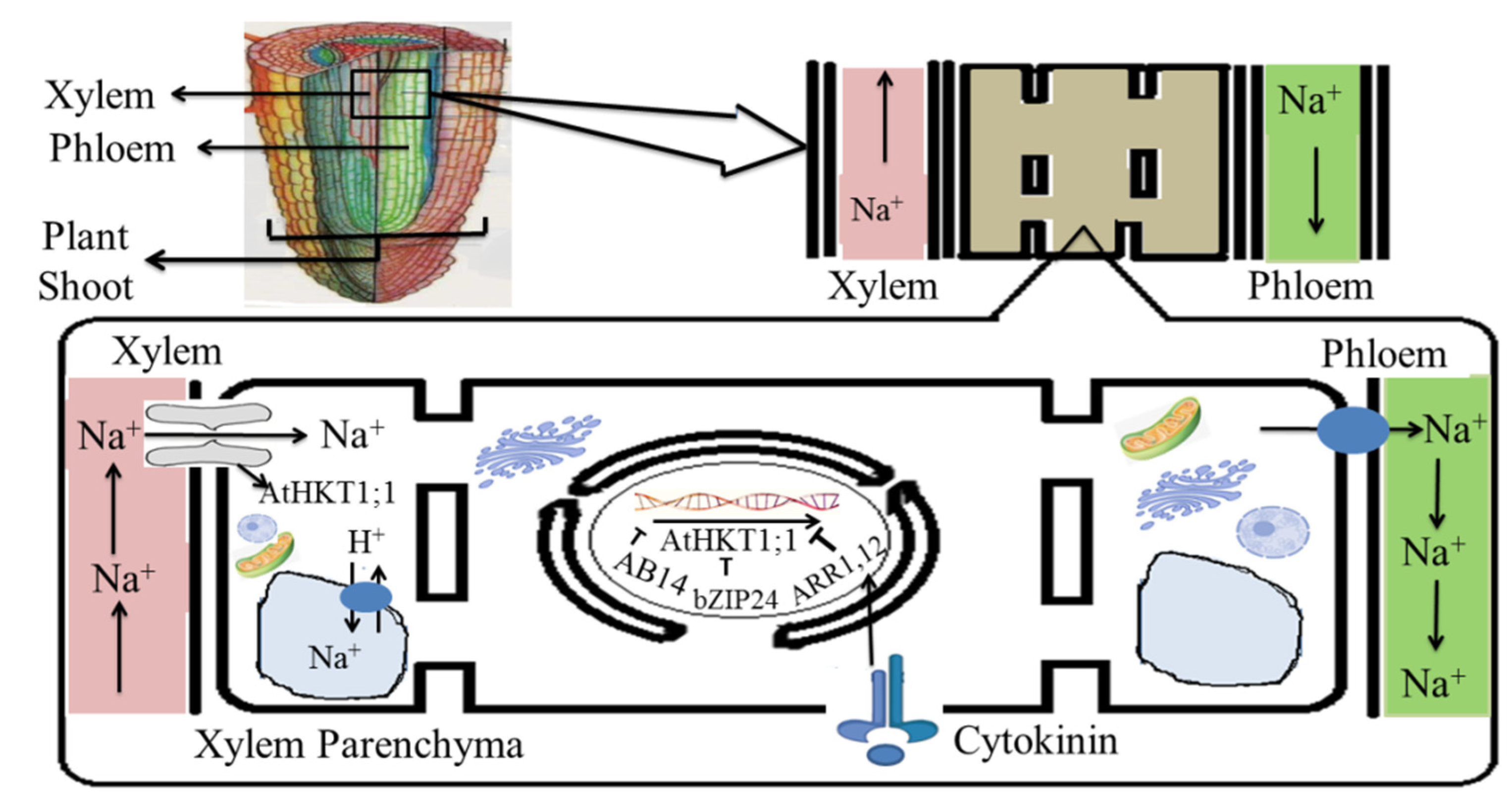 Plants 11 00691 g007 Plants 11 00691 g007
