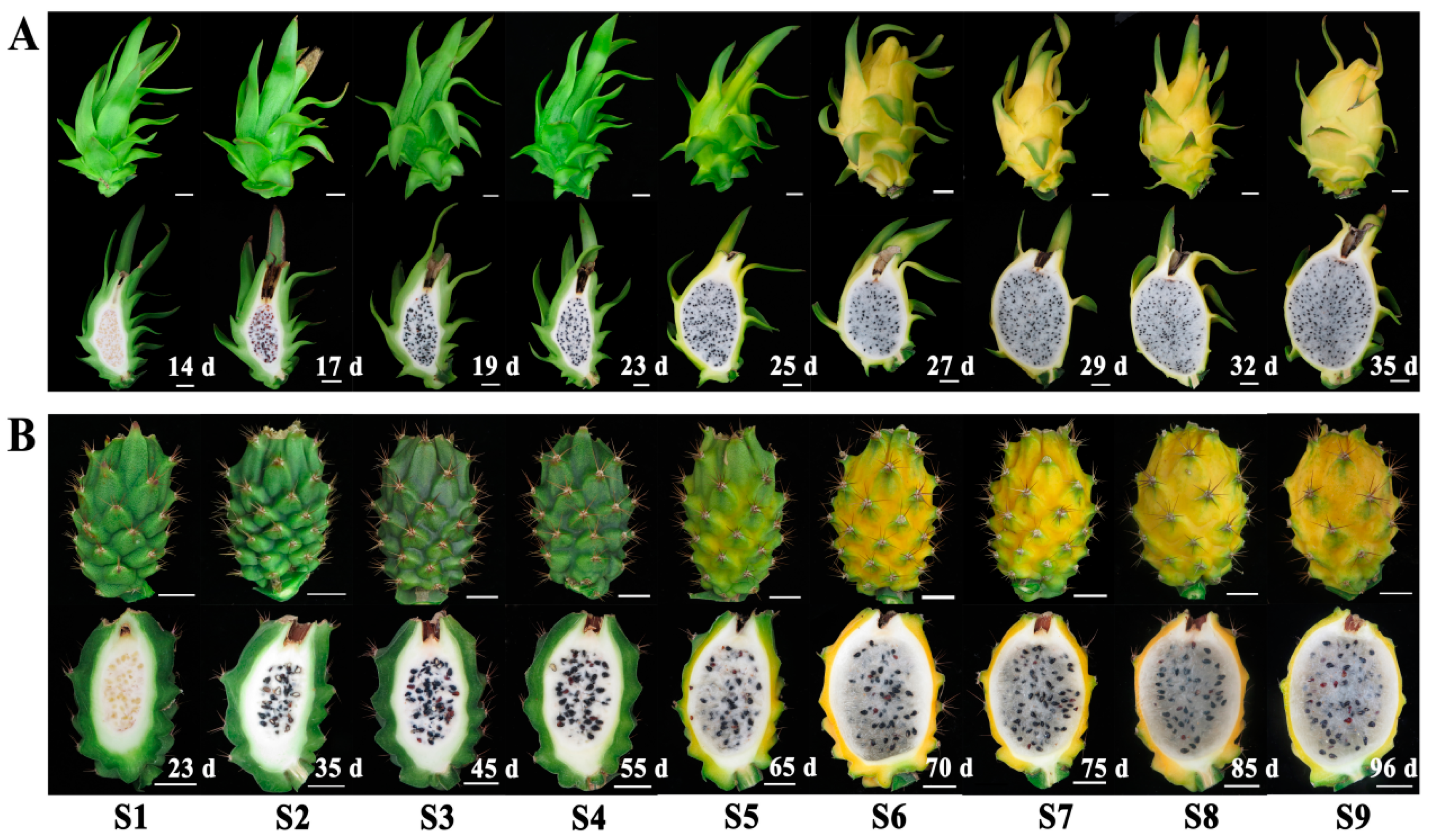 Plants 11 00694 g001