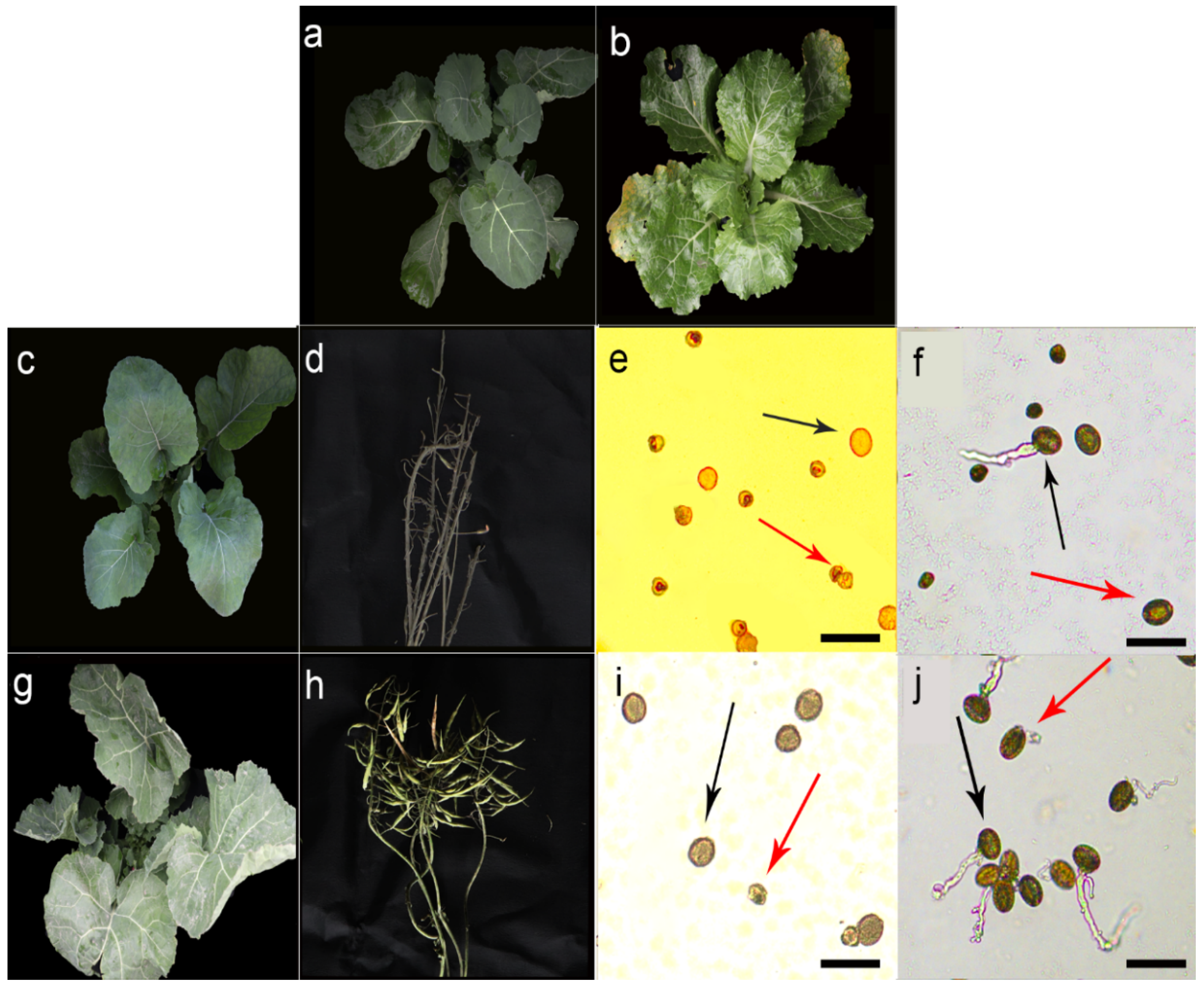 Plants 11 00695 g001 Plants 11 00695 g001