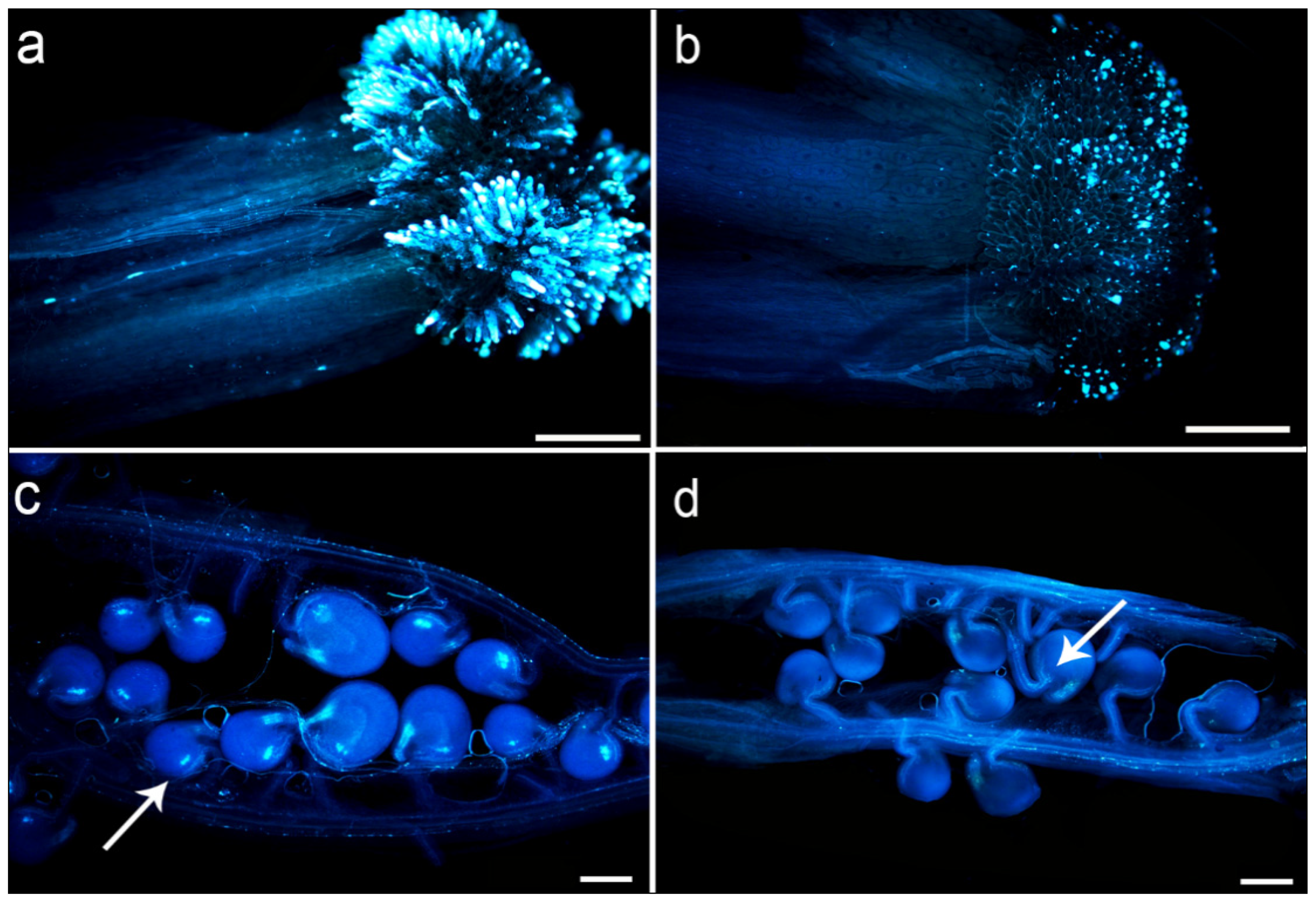 Plants 11 00695 g003 Plants 11 00695 g003