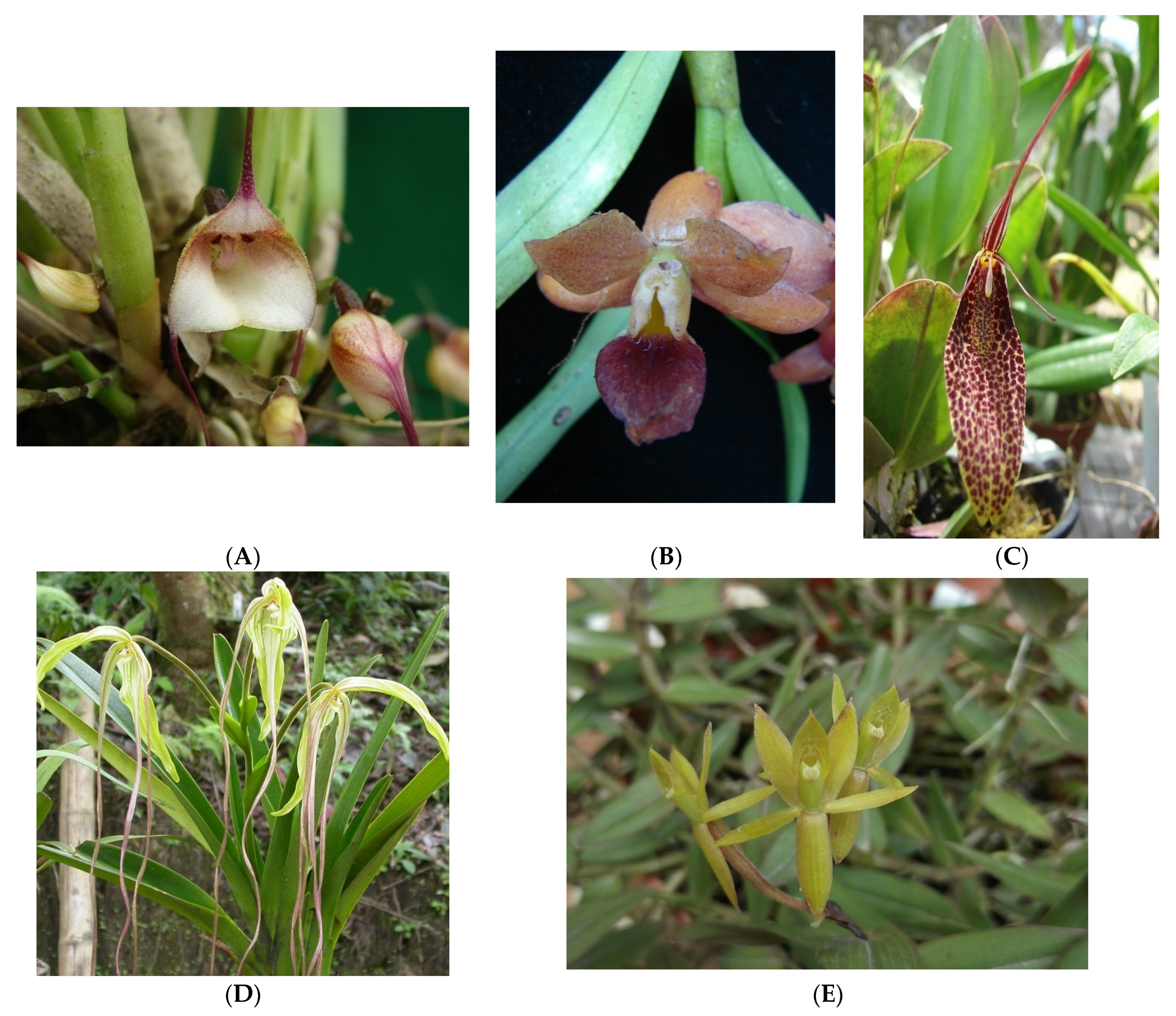 Plants 11 00698 g002 550