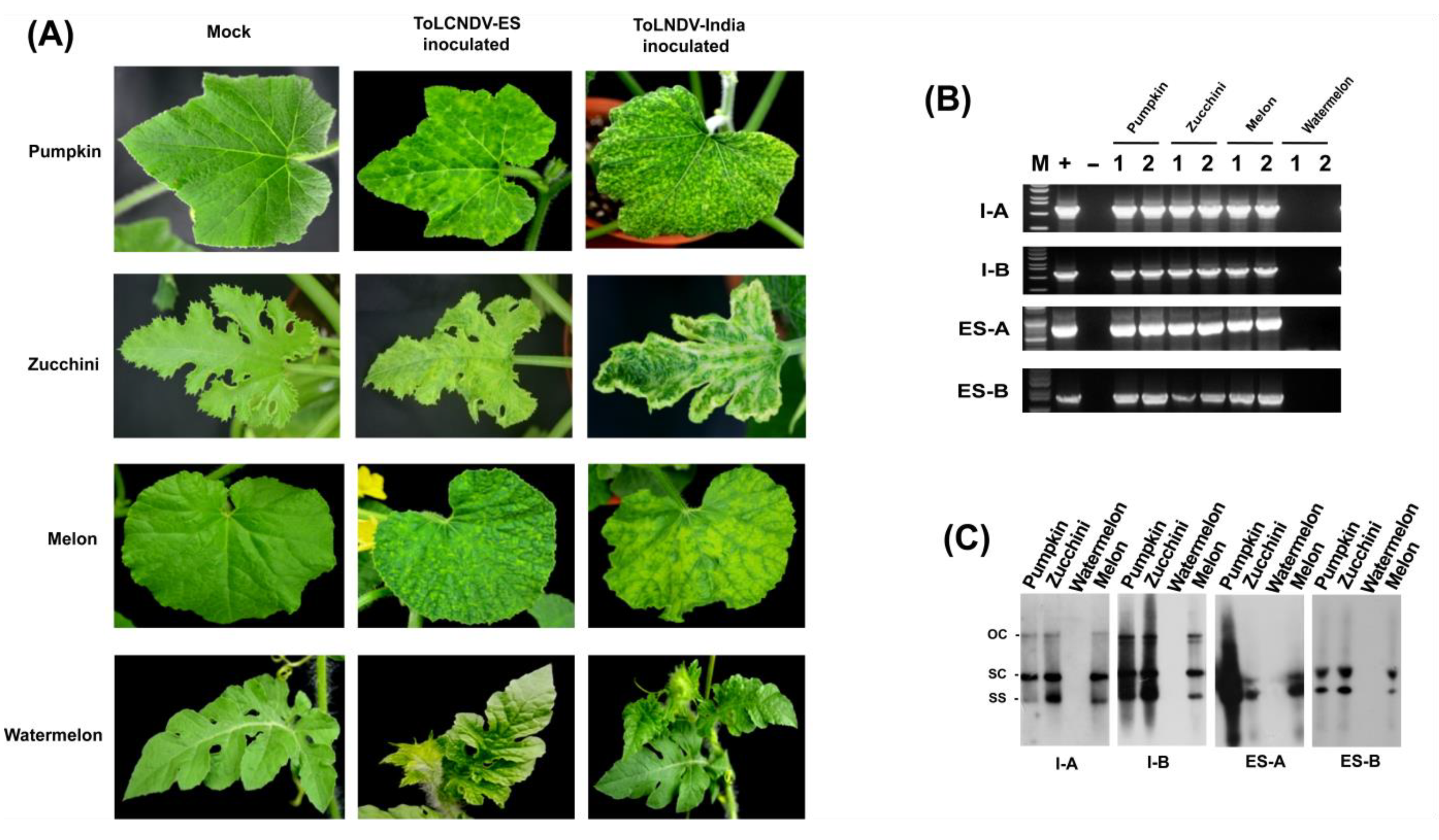 Plants 11 00704 g004