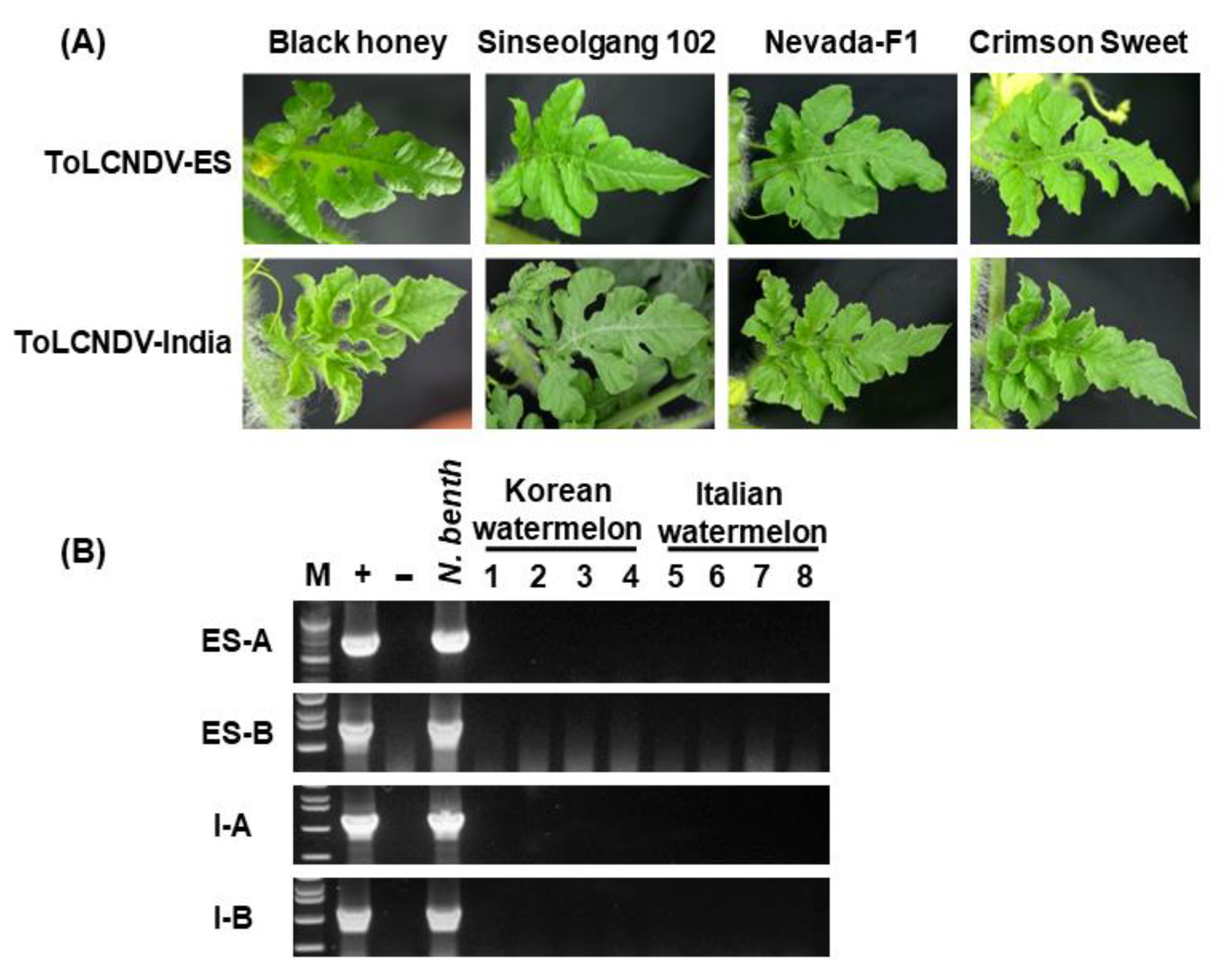 Plants 11 00704 g005