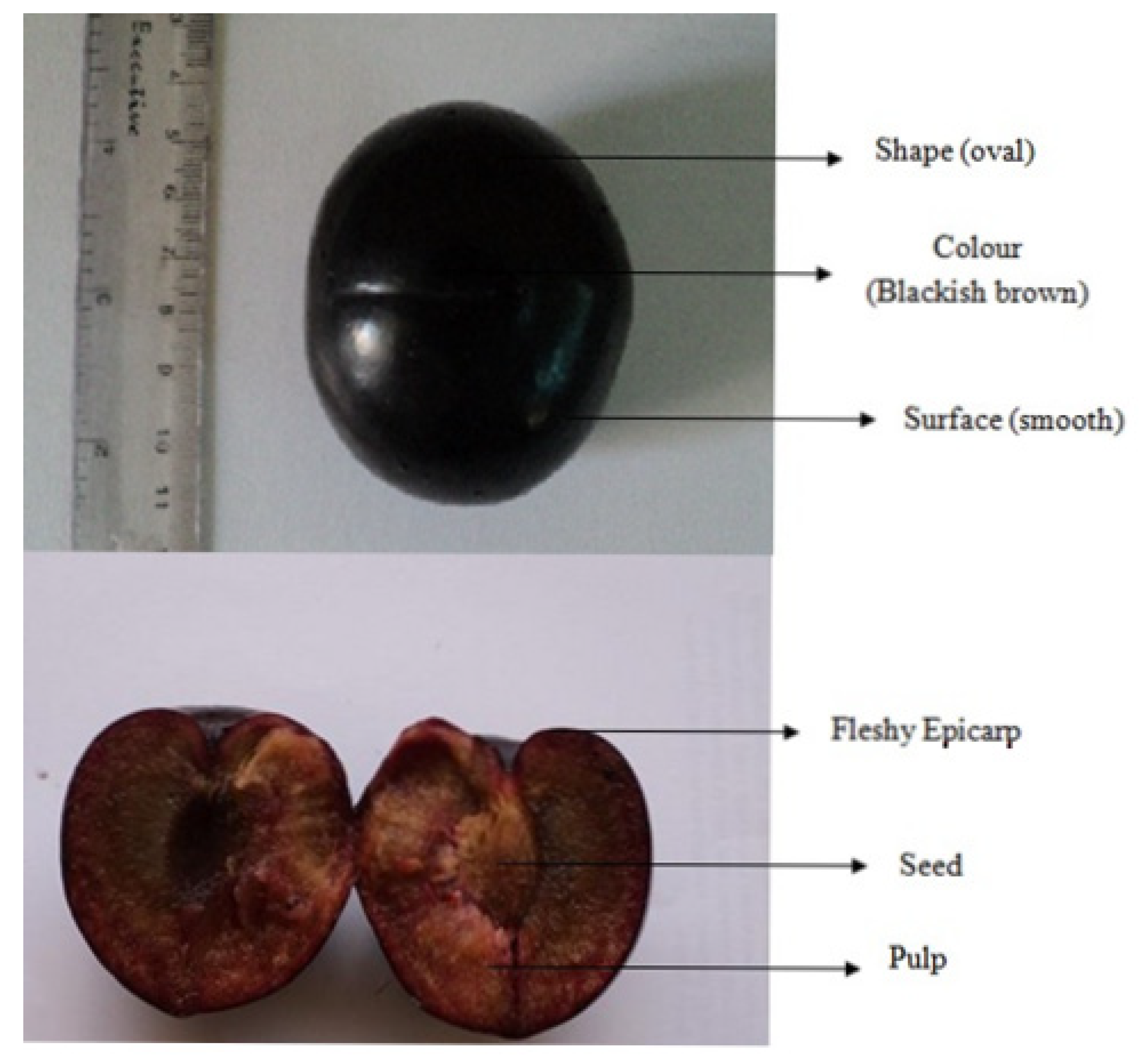 Plants 11 00706 g001 550