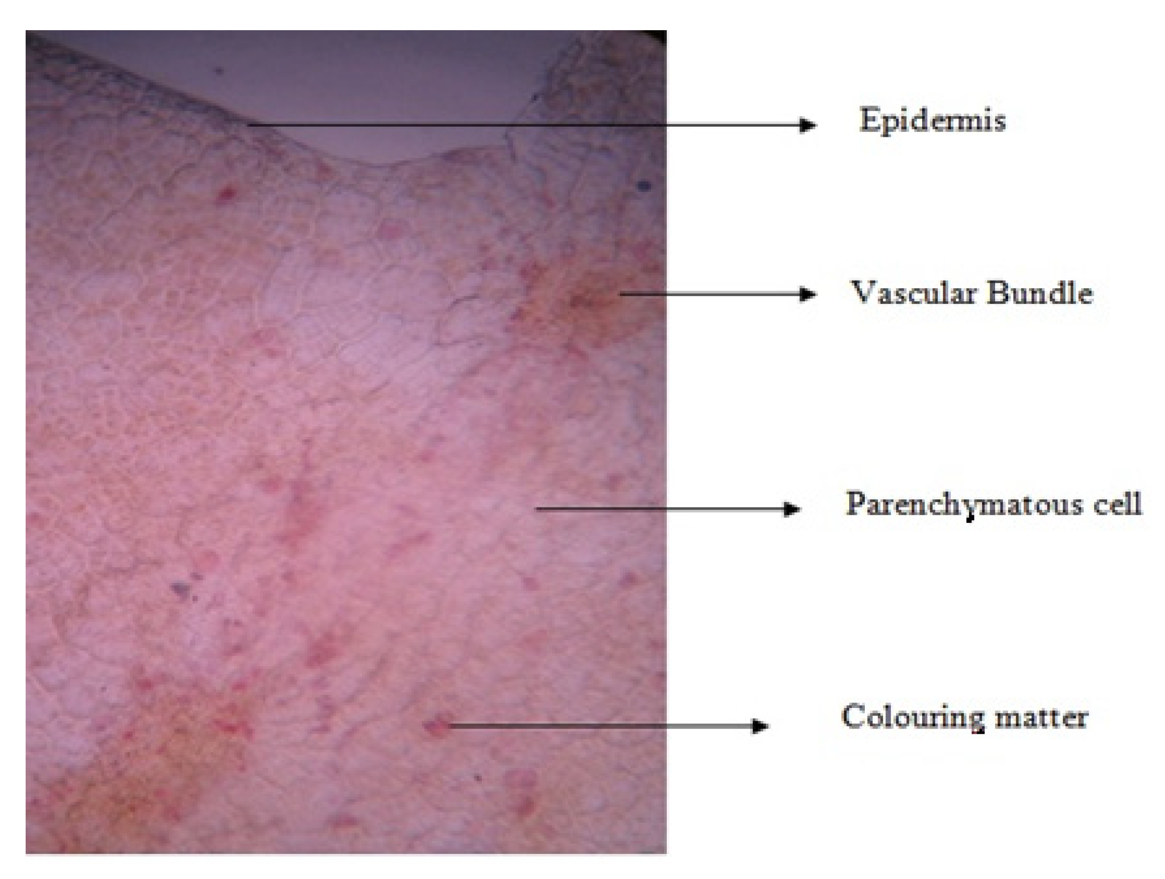 Plants 11 00706 g002 550