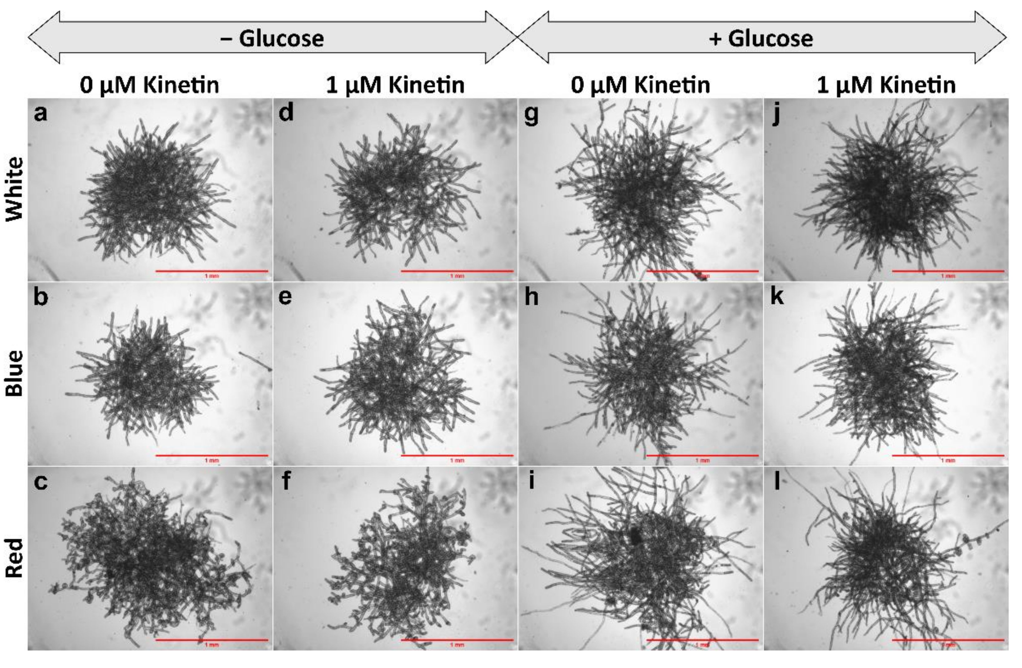 Plants 11 00707 g001 Plants 11 00707 g001