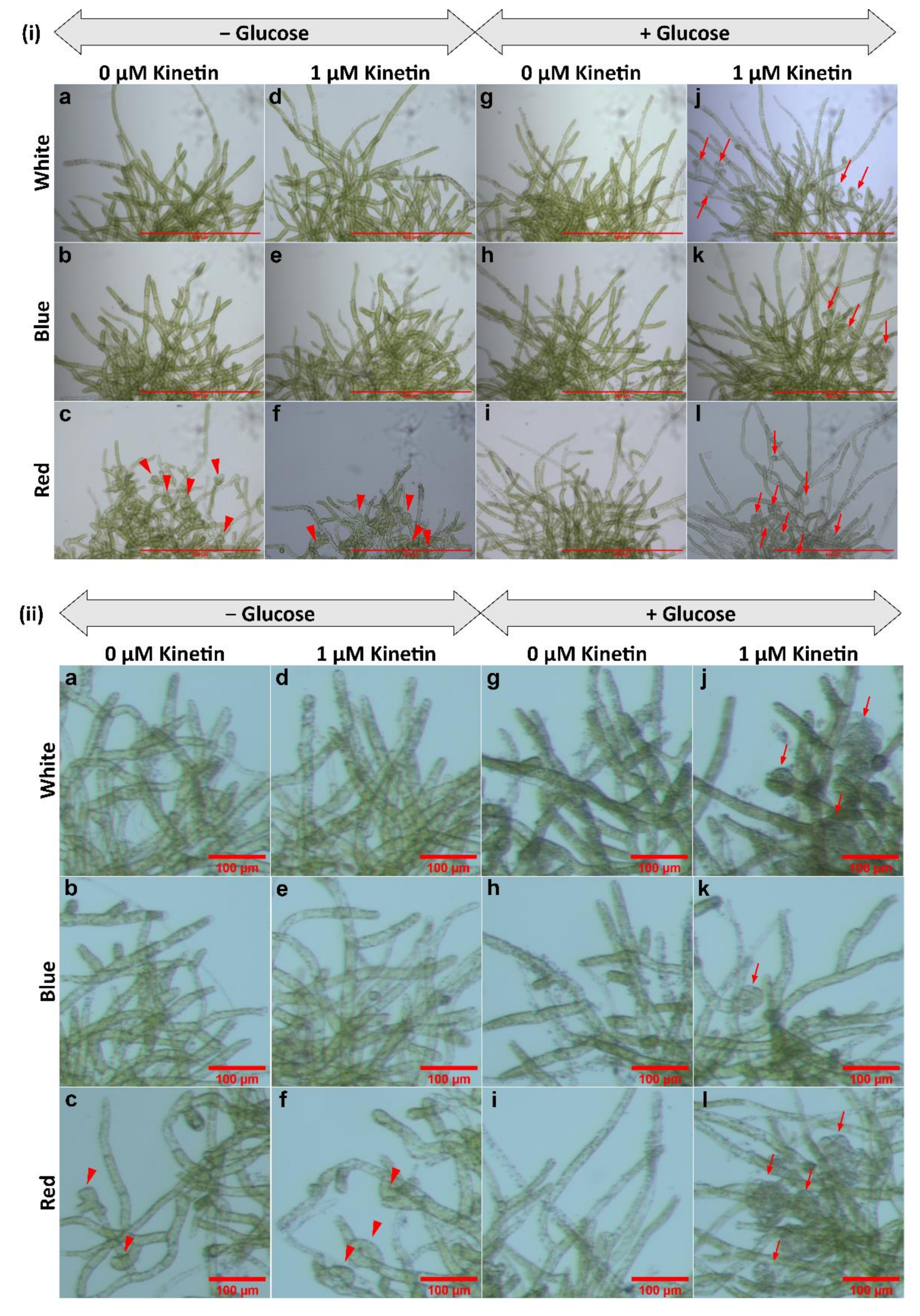 Plants 11 00707 g002 Plants 11 00707 g002