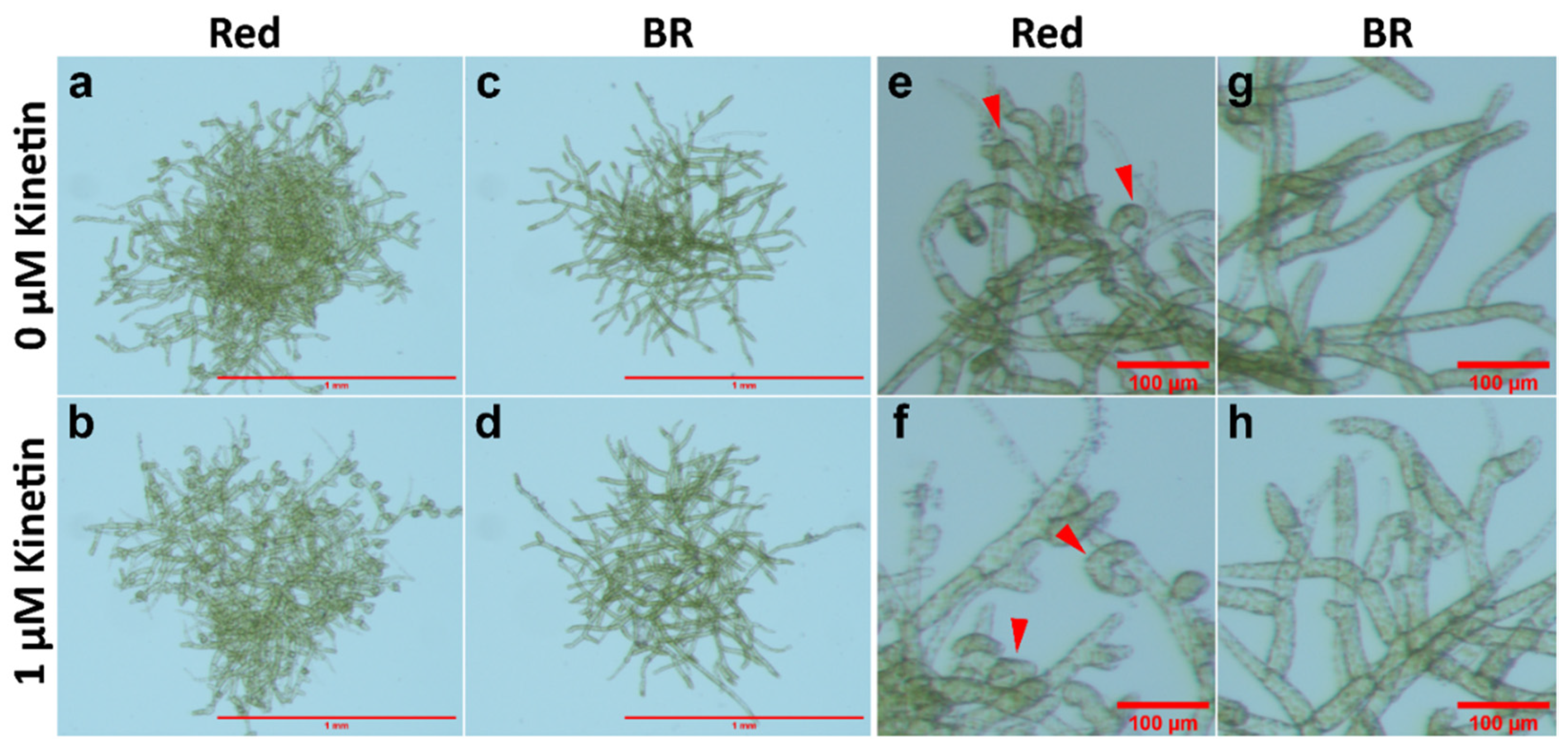 Plants 11 00707 g004 Plants 11 00707 g004