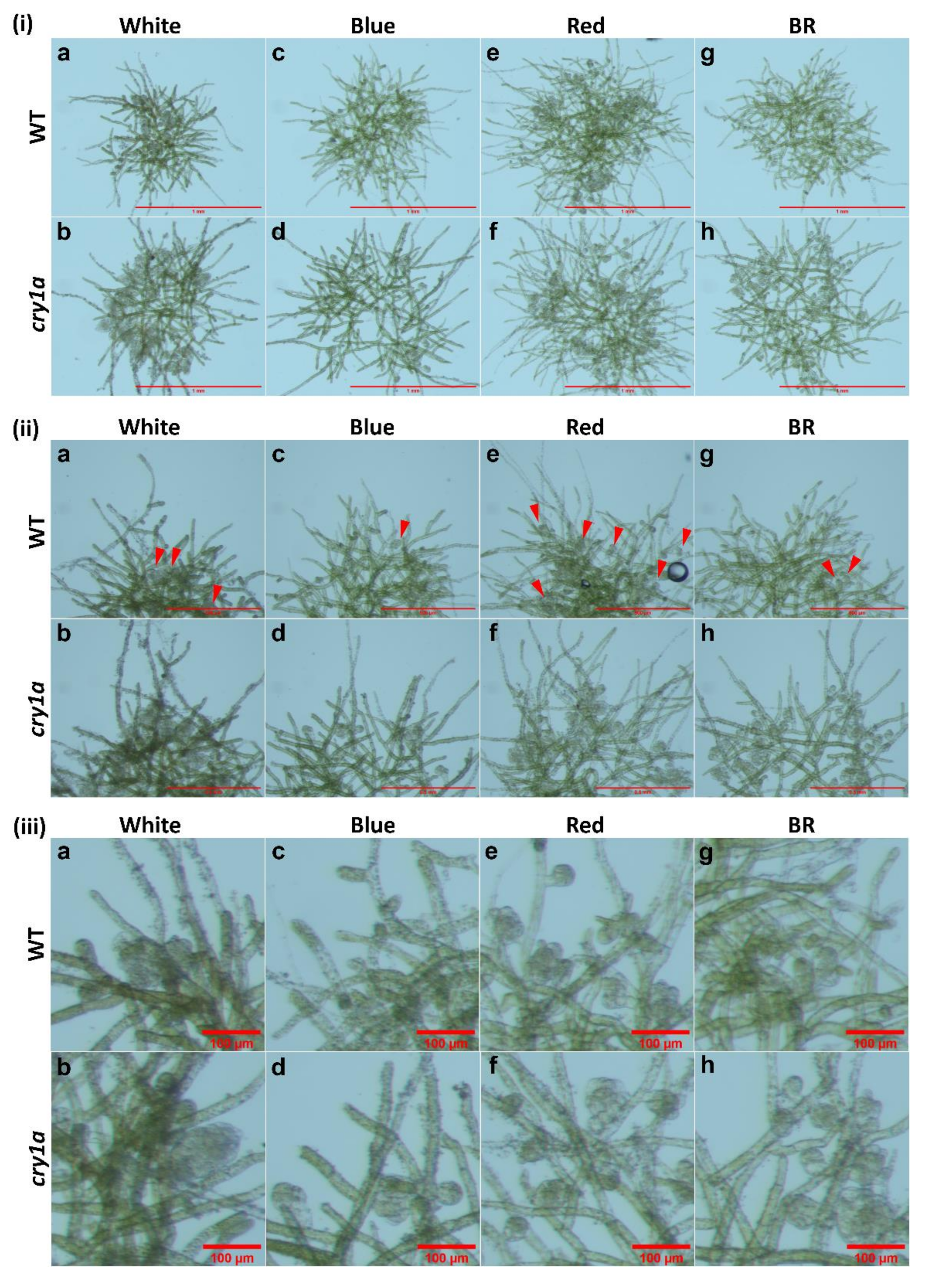 Plants 11 00707 g005 Plants 11 00707 g005