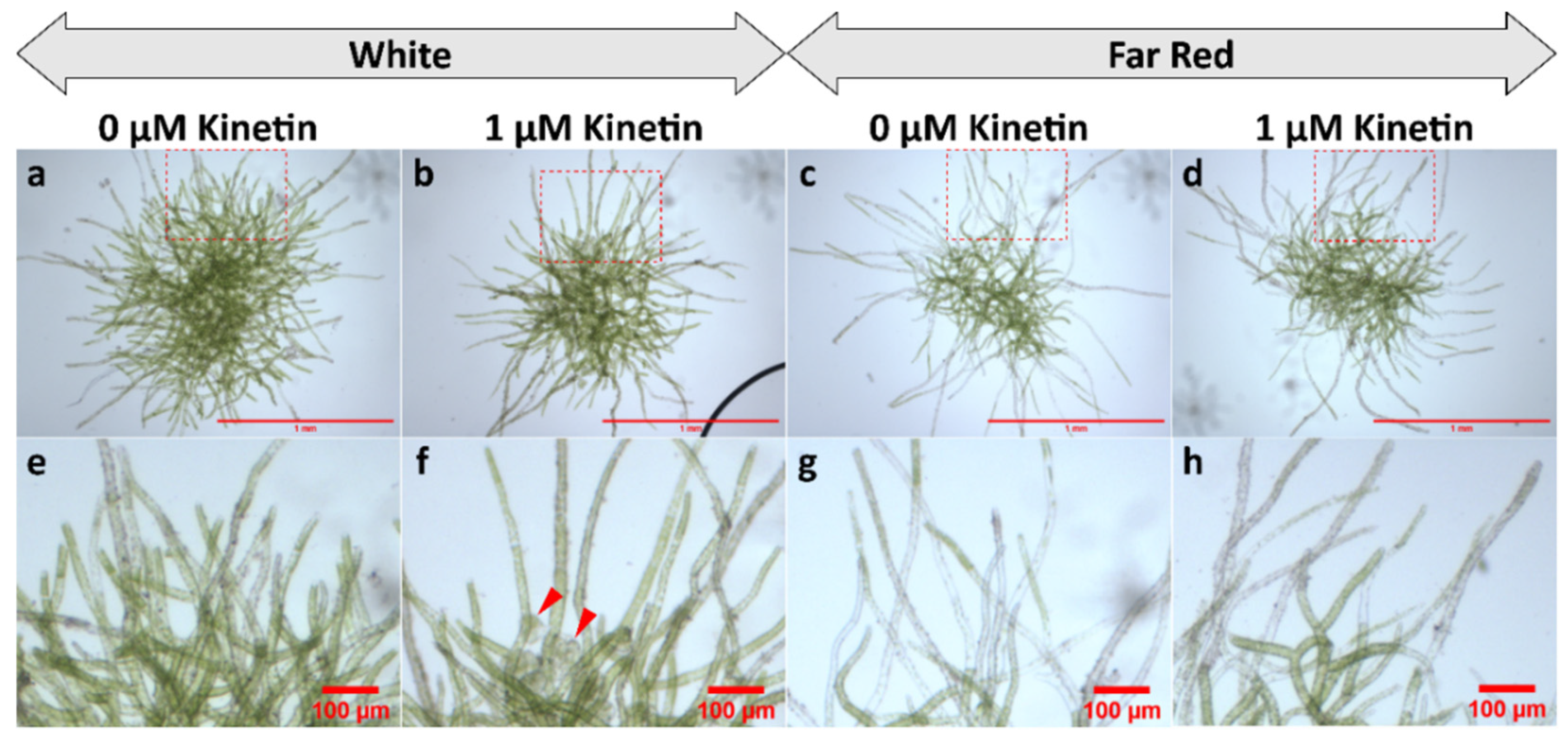 Plants 11 00707 g007 Plants 11 00707 g007