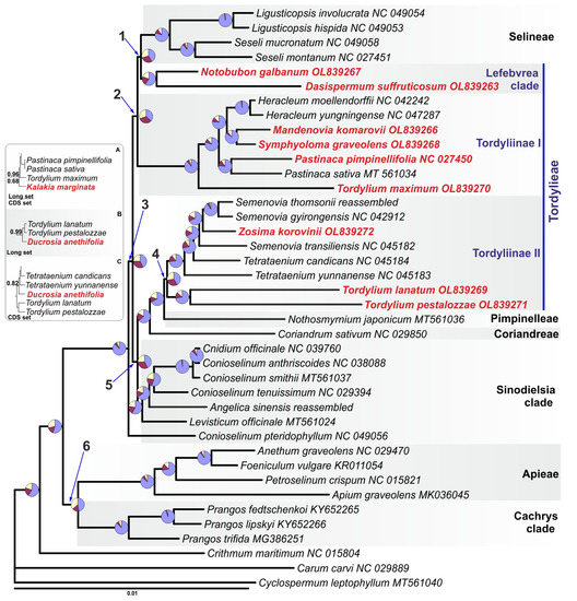 Plastid Phylogenomic Analysis of Tordylieae Tribe (Apiaceae