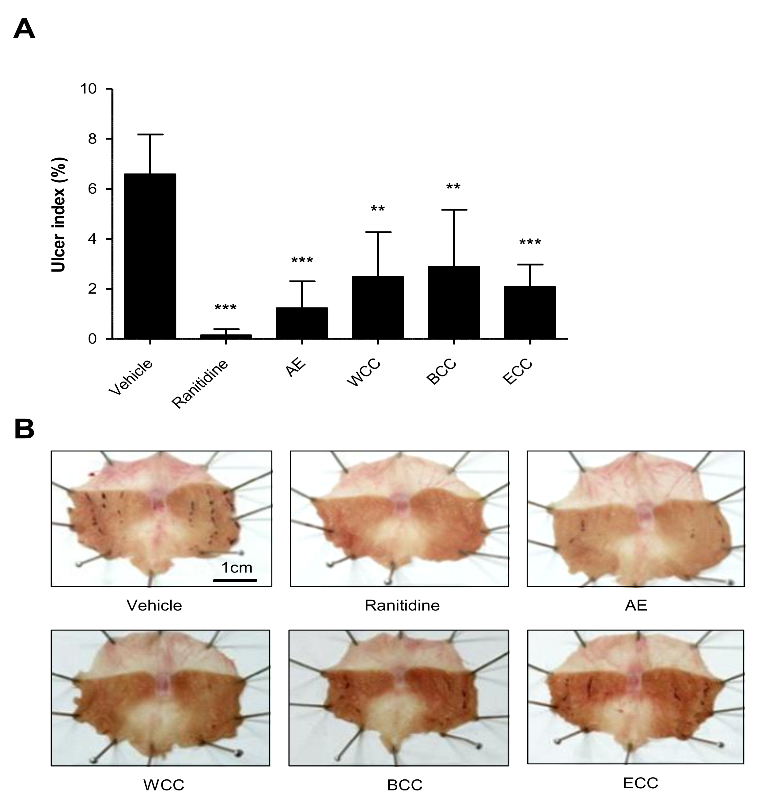 Plants 11 00716 g001 550