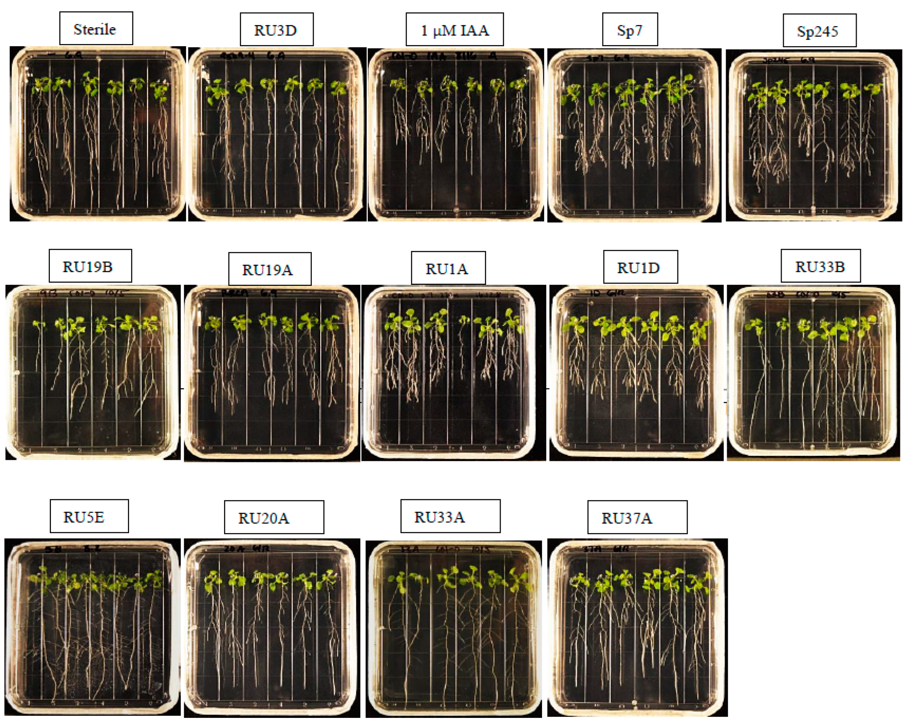 Plants 11 00721 g001