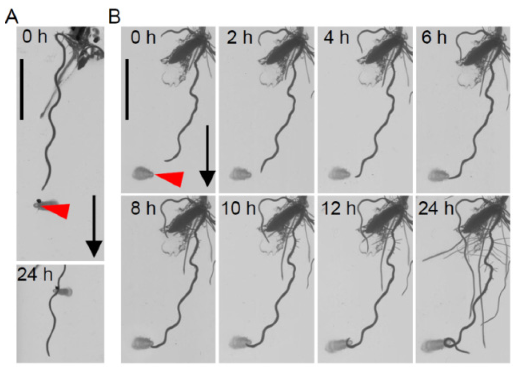 Plants 11 00733 g001