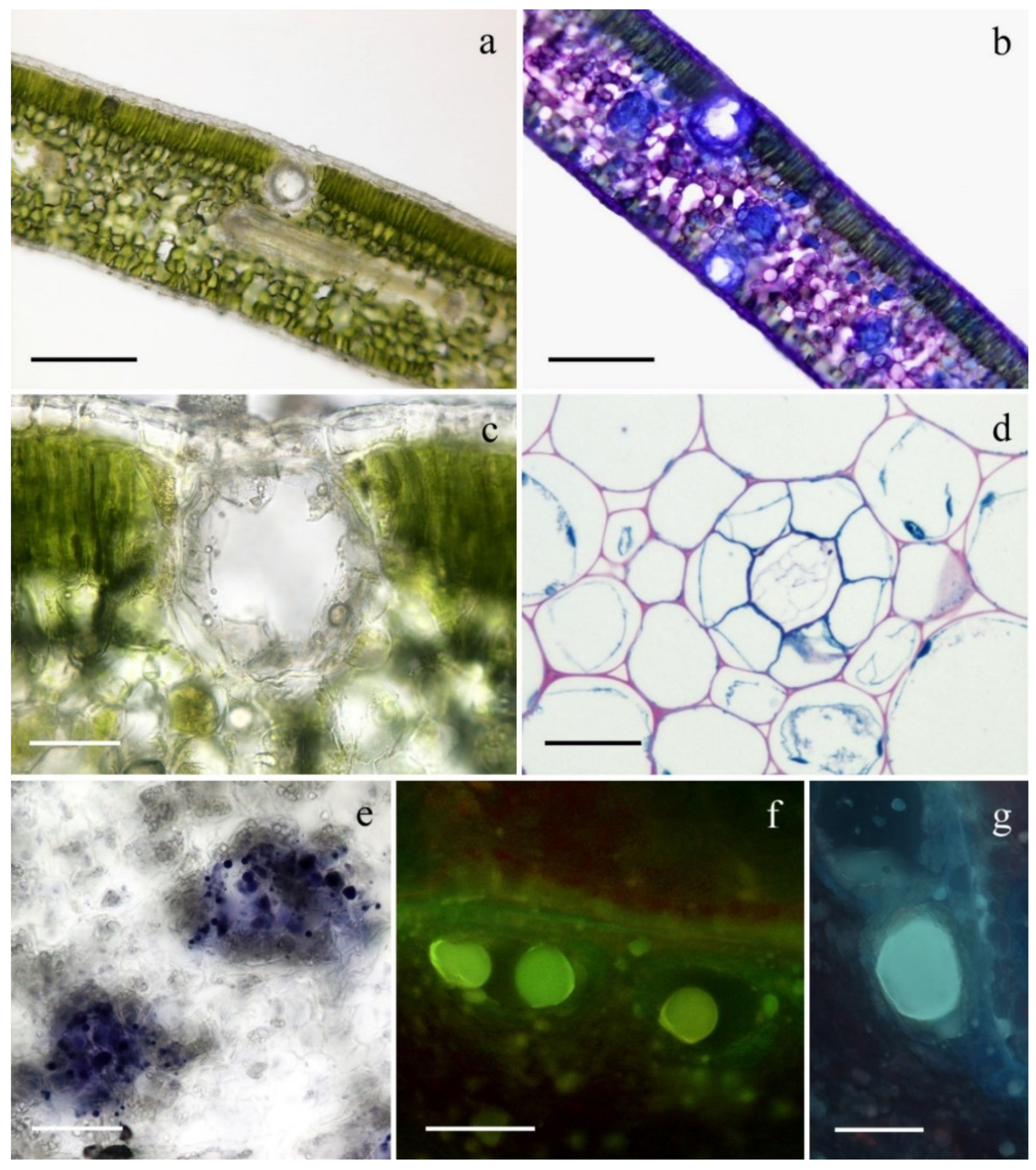 Plants 11 00754 g002 Plants 11 00754 g002