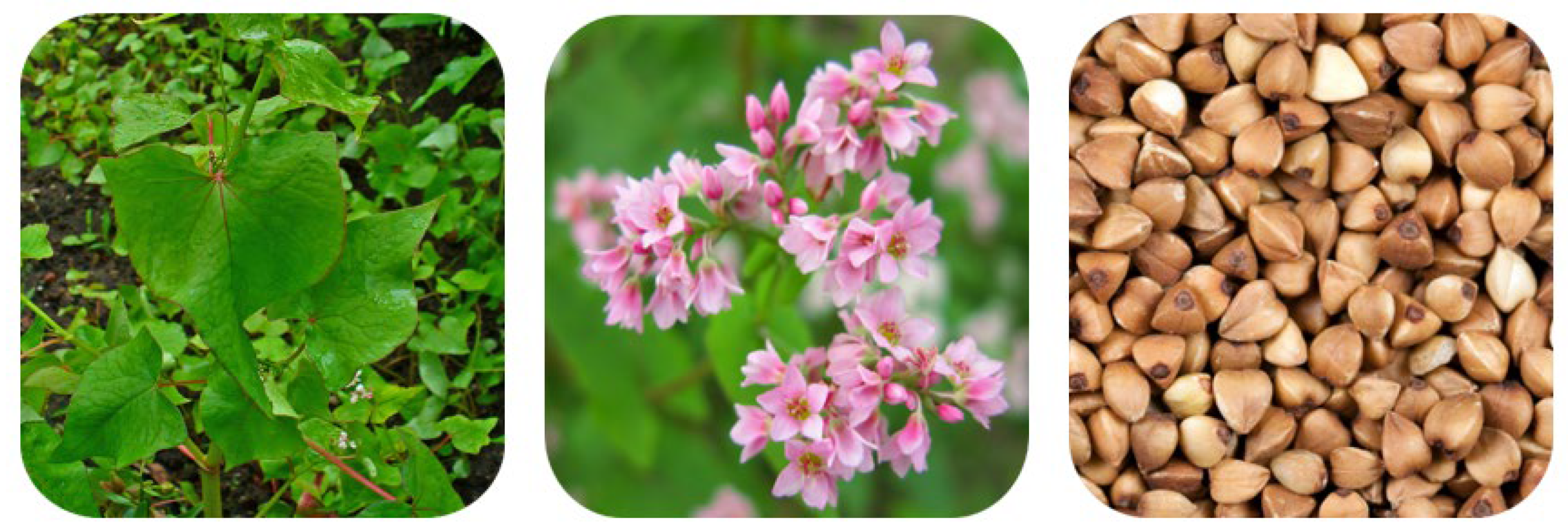 Plants 11 00756 g002 550