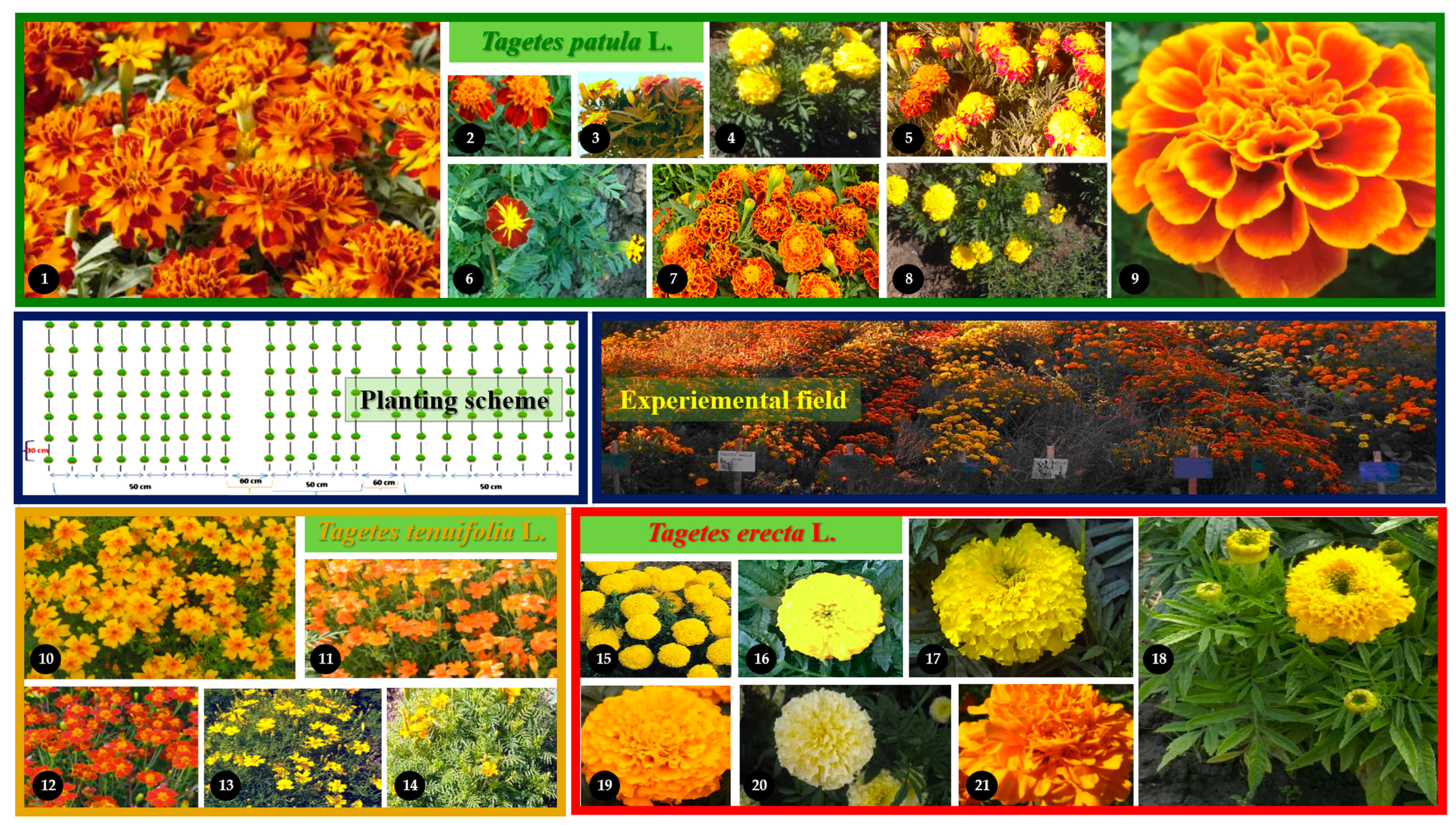 Plants 11 00760 g010