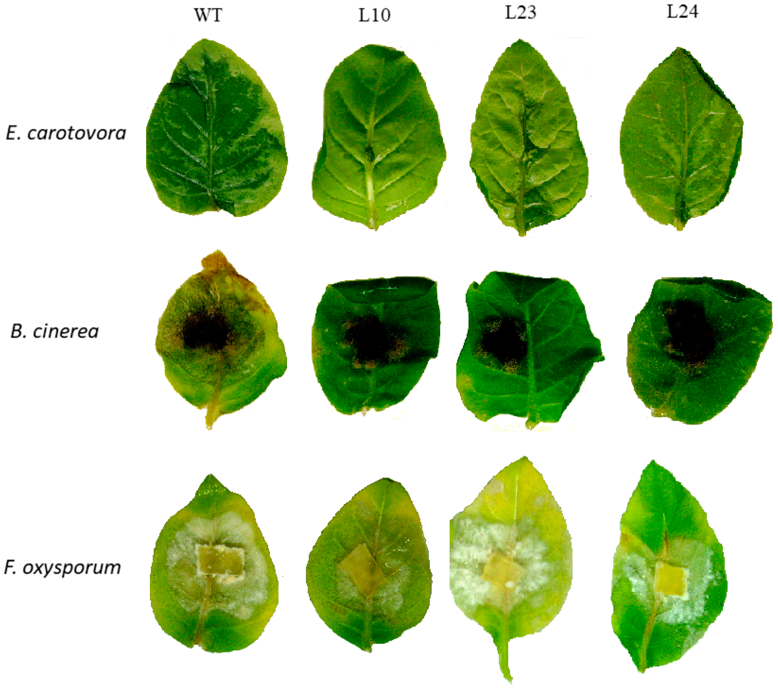 Plants 11 00770 g004
