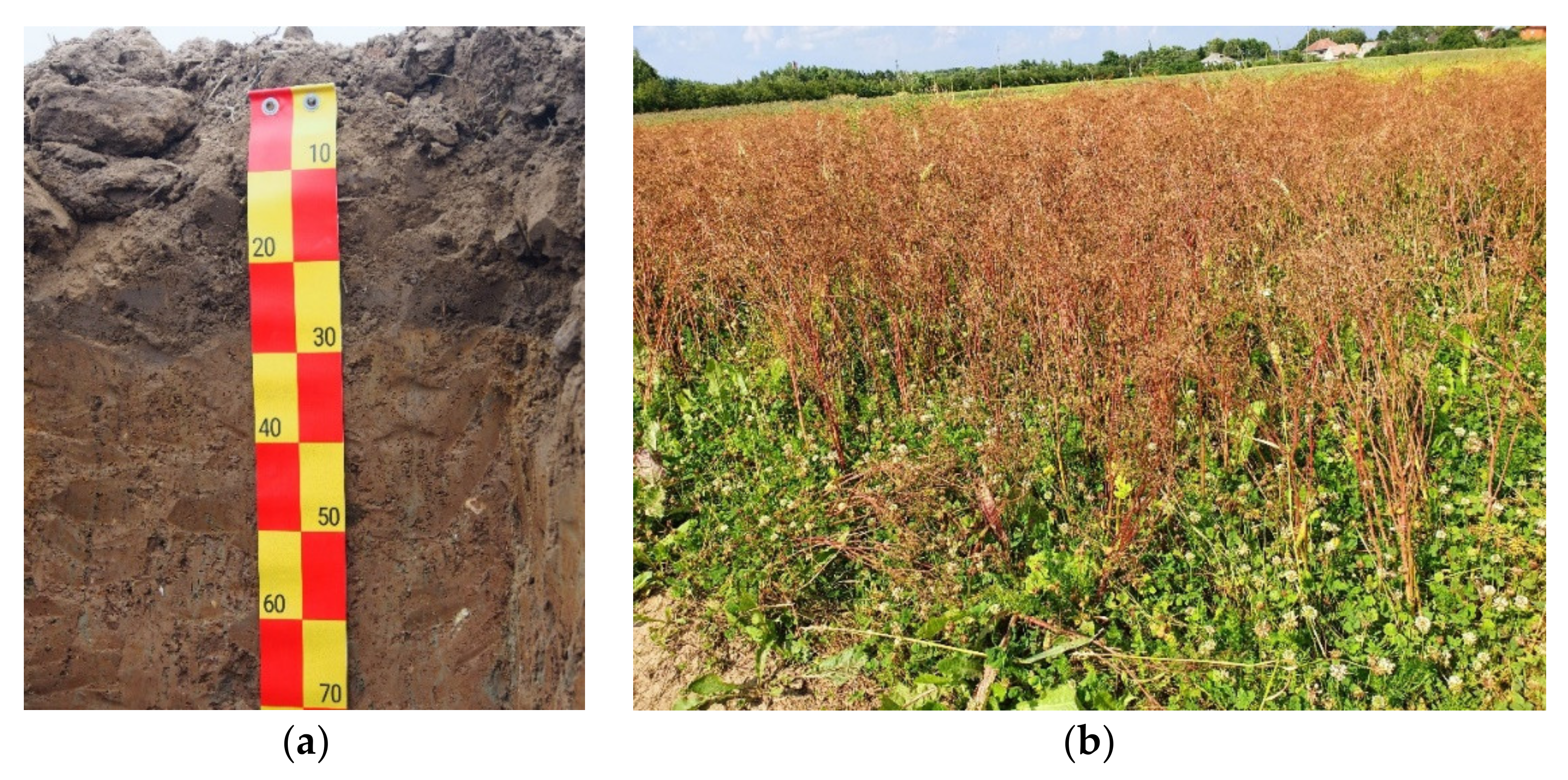 Plants 11 00774 g005 550