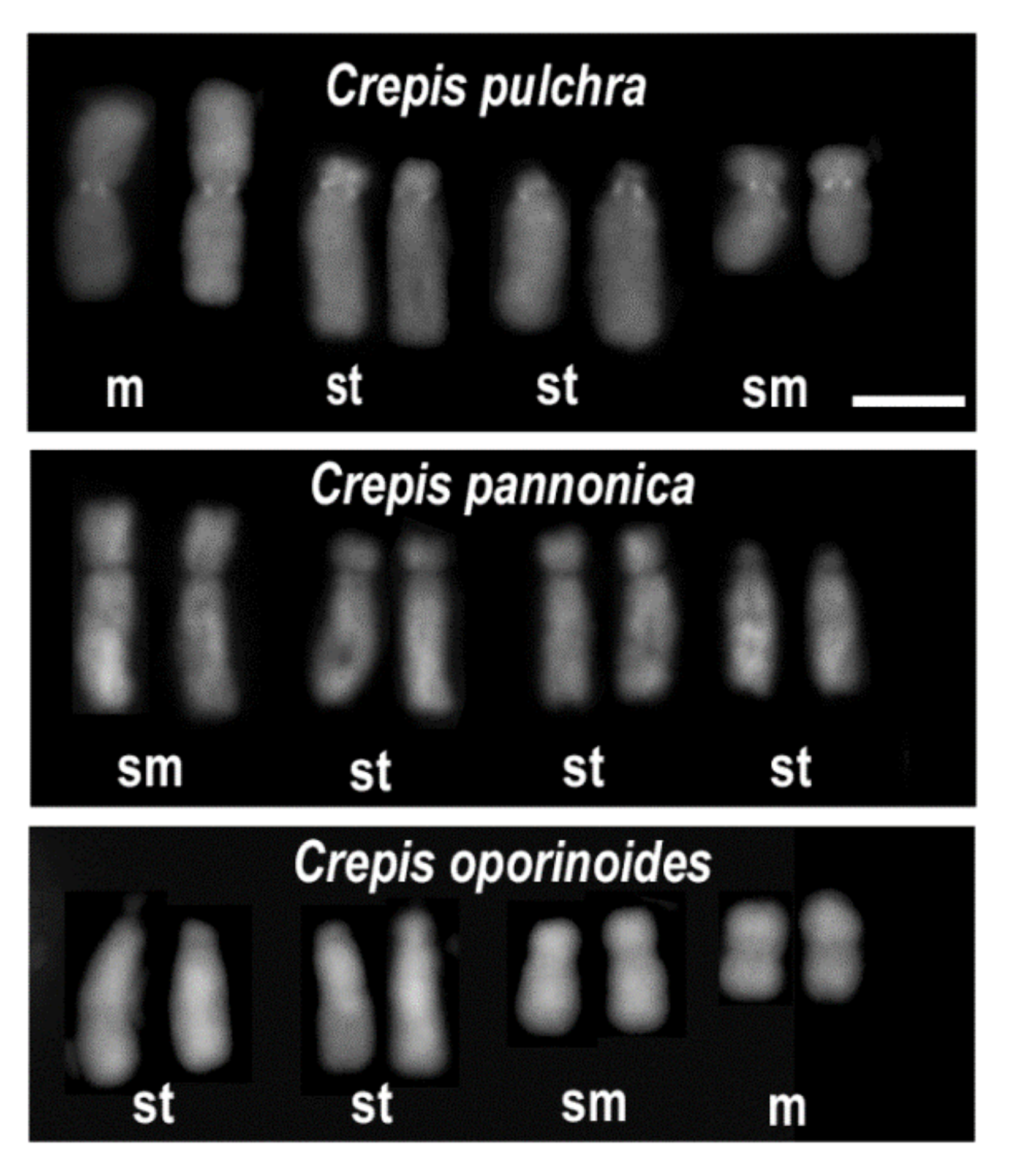 Plants 11 00784 g001