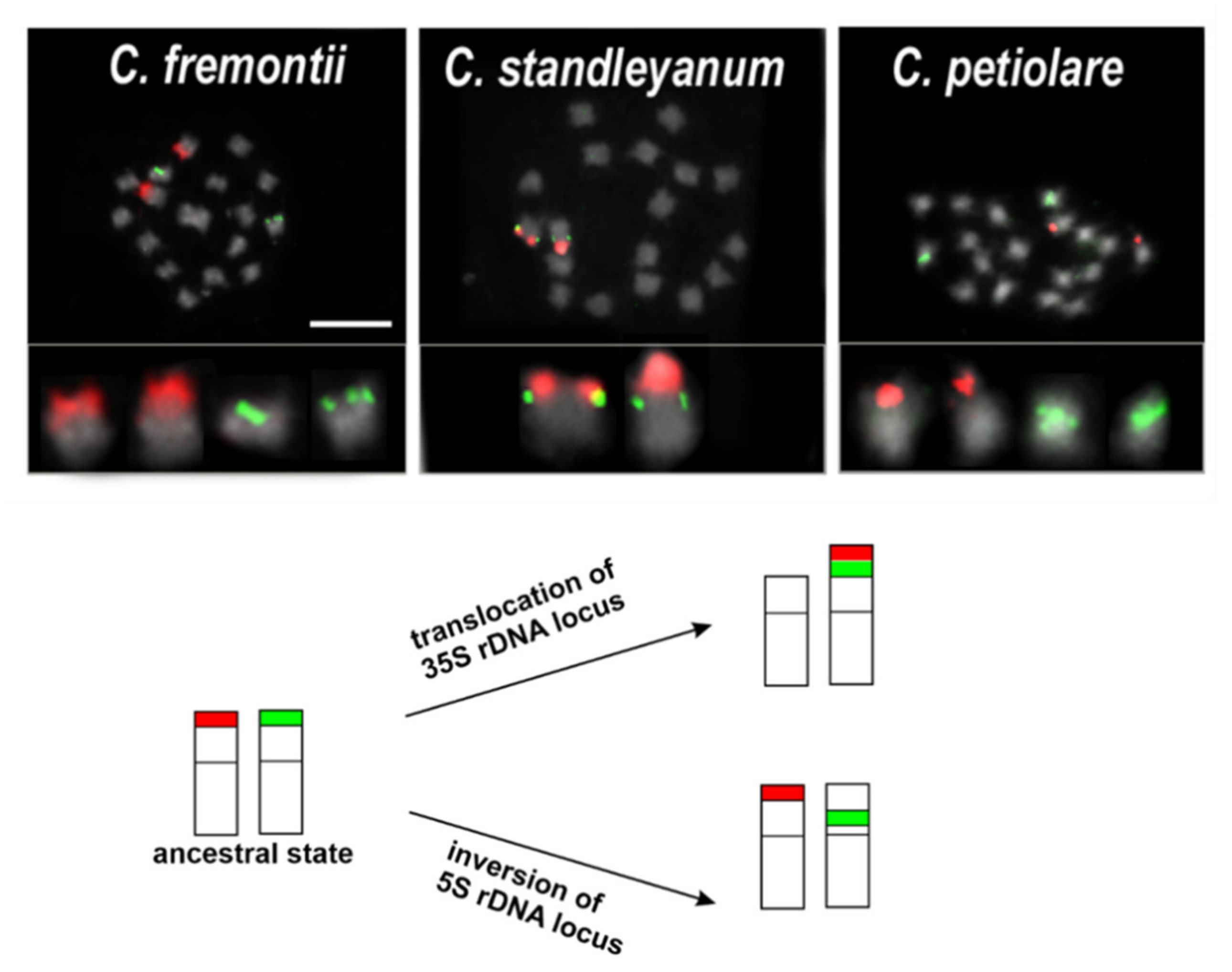 PDF) Comparative karyotype analysis of three Passiflora L. species and  cytogenetic characterization of somatic hybrids