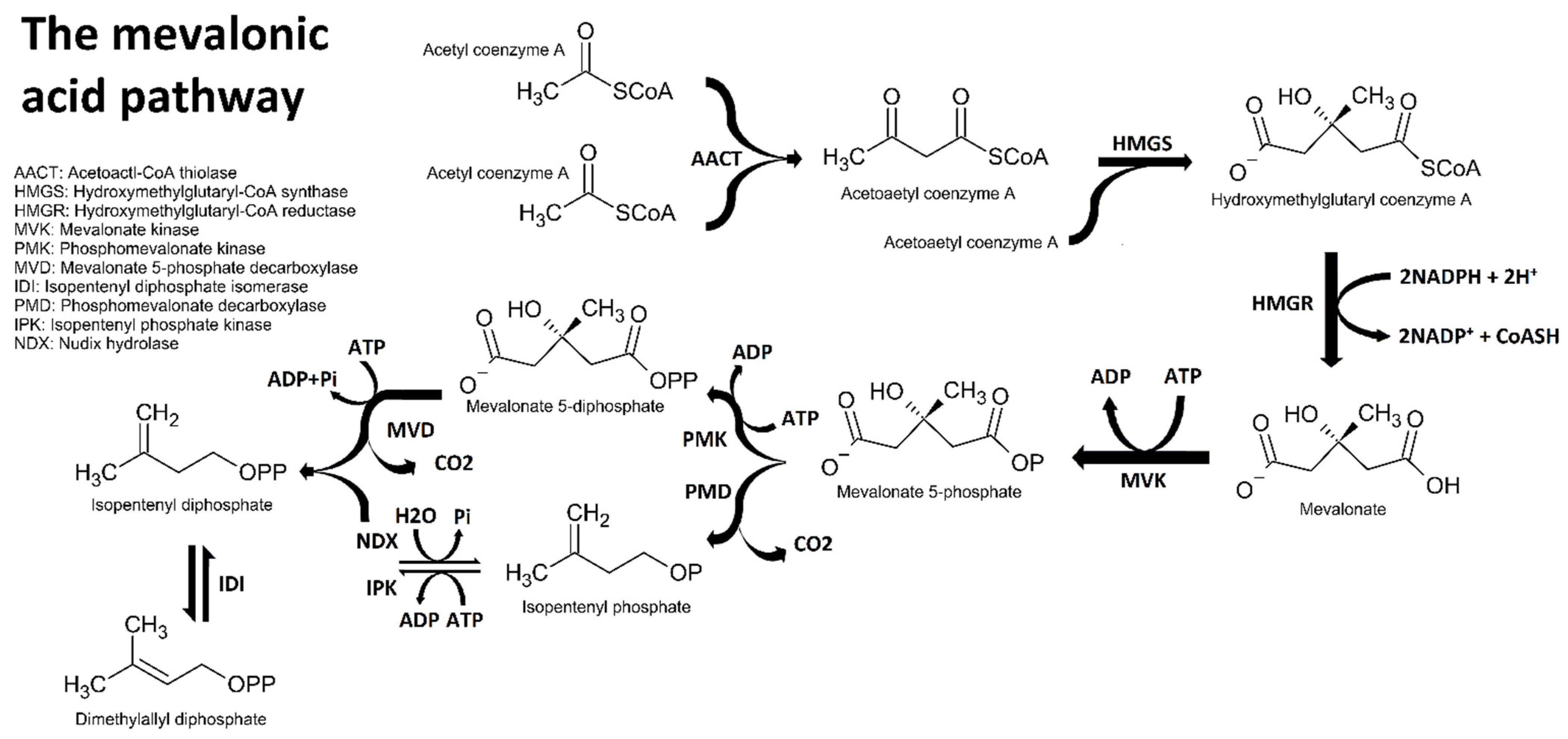 Plants 11 00789 g002 550