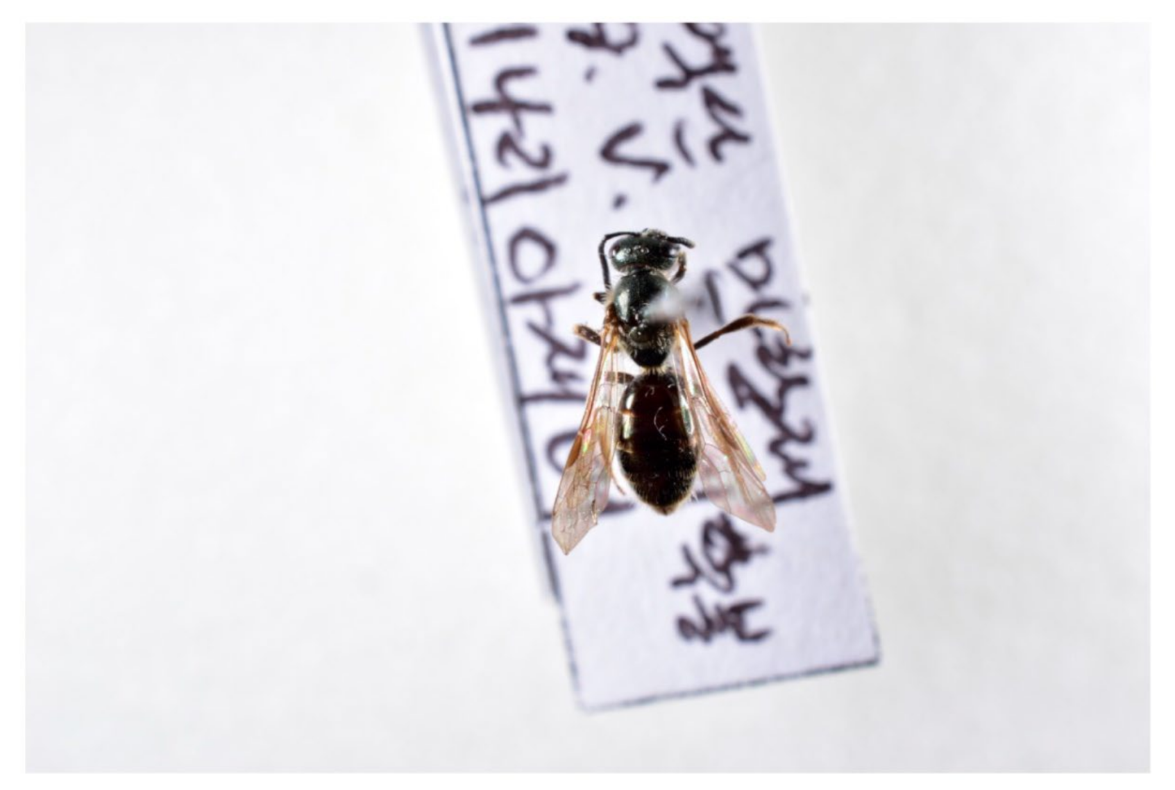 Plants 11 00798 g002 Plants 11 00798 g002