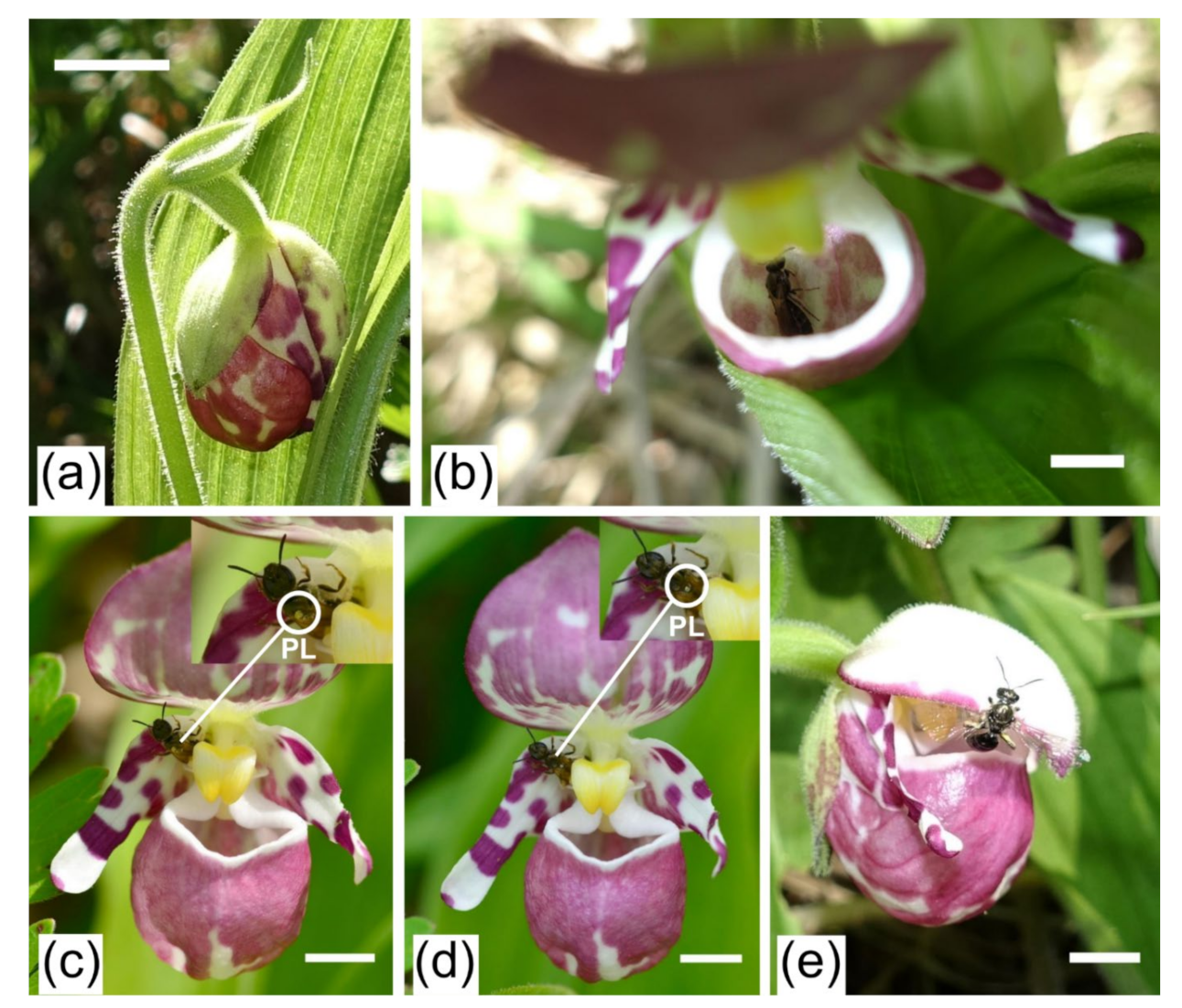 Plants 11 00798 g003 Plants 11 00798 g003