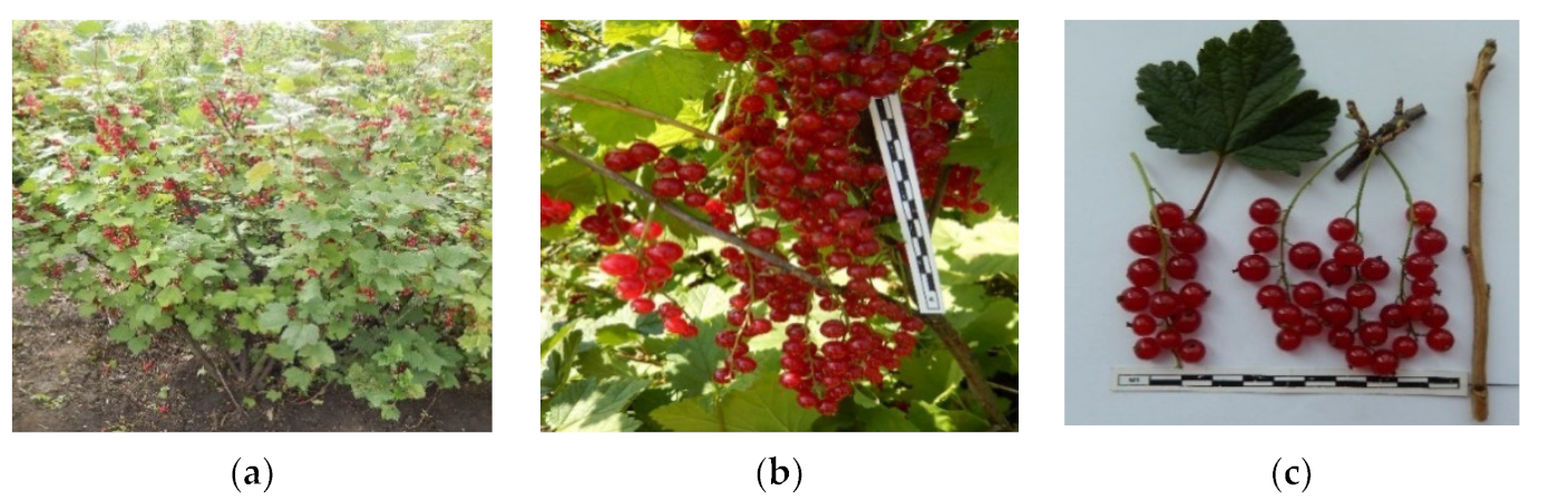 Plants 11 00802 g009 550