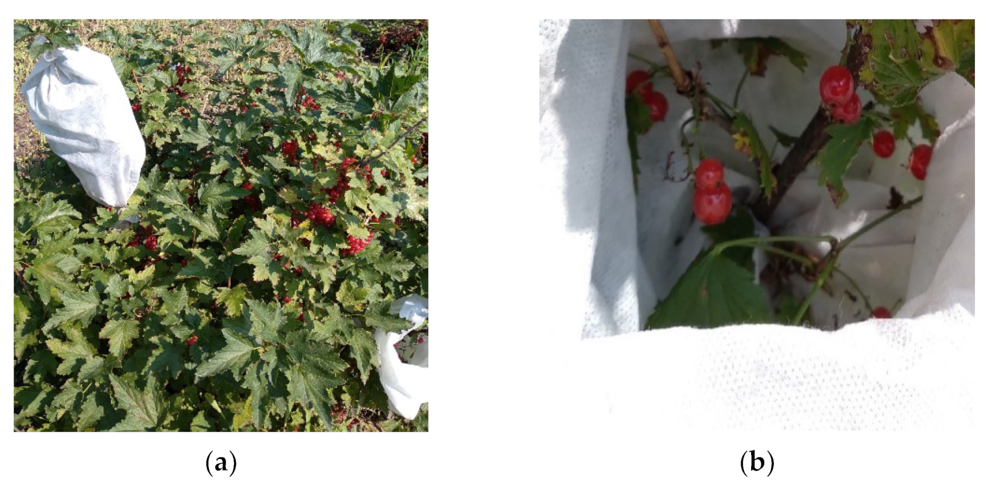 Plants 11 00802 g011 550